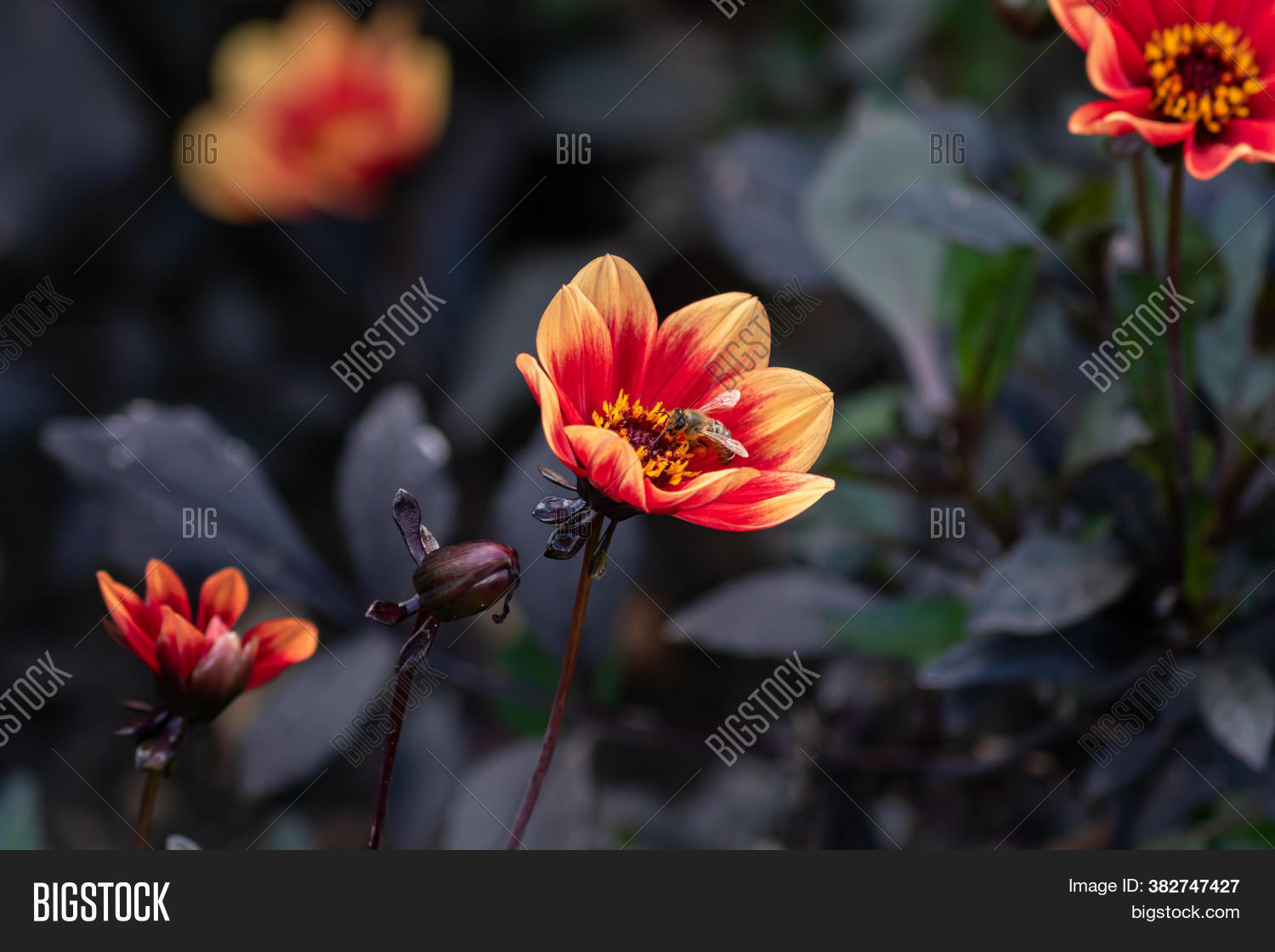 garden, 																					dahlia, 																					wink, 																					background, 																					orange, 																					black, 																					green, 																					drop, 																					rain, 																					flower, 																					floral, 																					flora, 																					plant, 																					spring, 																					nature, 																					bright, 																					beautiful, 																					blossom, 																					closeup, 																					summer, 																					petal, 																					macro, 																					beauty, 																					vibrant, 																					botany, 																					head, 																					dew, 																					freshness, 																					stamen, 																					gardening, 																					autumn, 																					close-up, 																					dalia, 																					design, 																					romance, 																					bud, 																					bloom, 																					blooming, 																					wallpaper, 																					orangery, 																					rainy, 																					day, 																					daisy, 																					one, 																					botanical, 																					vivid, 																					focus, 																					delicate