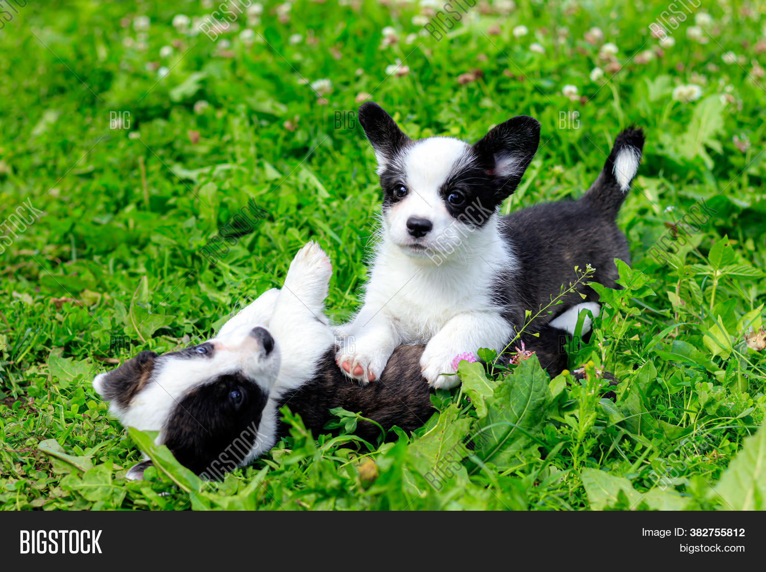 active, 																					child, 																					white, 																					adorable, 																					happiness, 																					little, 																					pedigree, 																					mammal, 																					fun, 																					natural, 																					forest, 																					running, 																					foot, 																					meadow, 																					wildlife, 																					black, 																					landscape, 																					background, 																					childhood, 																					smile, 																					yard, 																					friendly, 																					baby, 																					playful, 																					portrait, 																					outside, 																					play, 																					cardigan, 																					lawn, 																					park, 																					pembroke, 																					funny, 																					green, 																					outdoors, 																					walk, 																					small, 																					young, 																					cute, 																					summer, 																					corgi, 																					welsh, 																					grass, 																					pet, 																					nature, 																					puppy, 																					animal, 																					dog