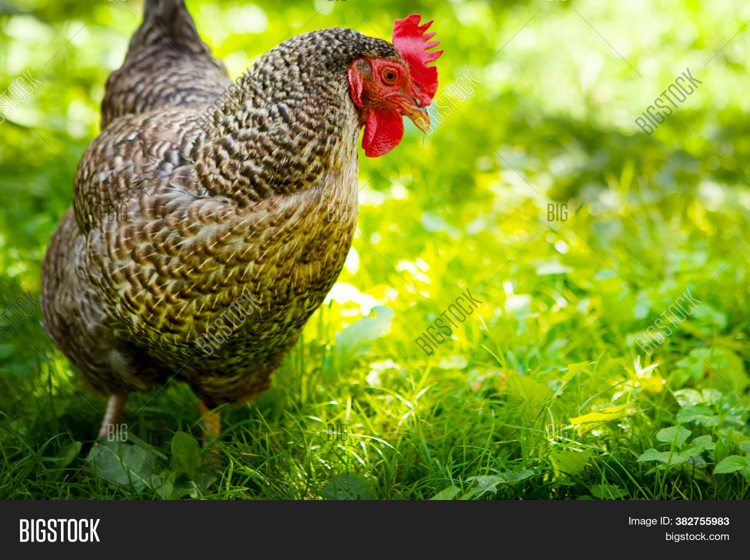 hen, 																					animal, 																					chicken, 																					garden, 																					feather, 																					poultry, 																					bird, 																					grass, 																					green, 																					farm, 																					grey, 																					livestock, 																					one, 																					beak, 																					nature, 																					red, 																					agriculture, 																					food, 																					natural, 																					outdoor, 																					silver, 																					farming, 																					gray, 																					domestic, 																					female, 																					portrait, 																					rural, 																					healthy, 																					beautiful, 																					closeup, 																					organic, 																					summer, 																					detailed, 																					growing, 																					produce, 																					profile, 																					ripple, 																					looking, 																					pasture, 																					plumage, 																					bright, 																					farmyard, 																					leaves, 																					sunny, 																					background, 																					countryside, 																					cluck
