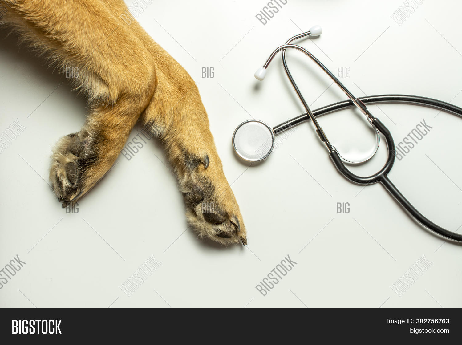 pet, 																					animal, 																					dog, 																					care, 																					stethoscope, 																					health, 																					veterinary, 																					doctor, 																					veterinarian, 																					medical, 																					vet, 																					clinic, 																					exam, 																					isolated, 																					nurse, 																					medicine, 																					canine, 																					background, 																					examination, 																					hospital, 																					breed, 																					sick, 																					puppy, 																					doc, 																					healthcare, 																					help, 																					friendly, 																					domestic, 																					white, 																					equipment, 																					sickness, 																					pup, 																					friend, 																					collie, 																					phonendoscope, 																					adult, 																					border, 																					person, 																					paws, 																					sheepdog, 																					mammal, 																					pedigree, 																					healthy
