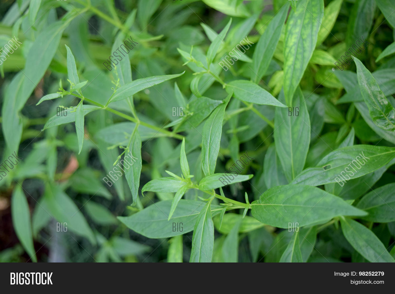 acanthaceae,andrographis,asia,background,bitter,botanic,botanical,botany,burmf,cold,echinacea,floral,foliage,green,healthcare,herb,herbal,indian,kariyat,leaf,lush,nees,organic,paniculata,relief,texture,thai,thailand,tropical,wallex