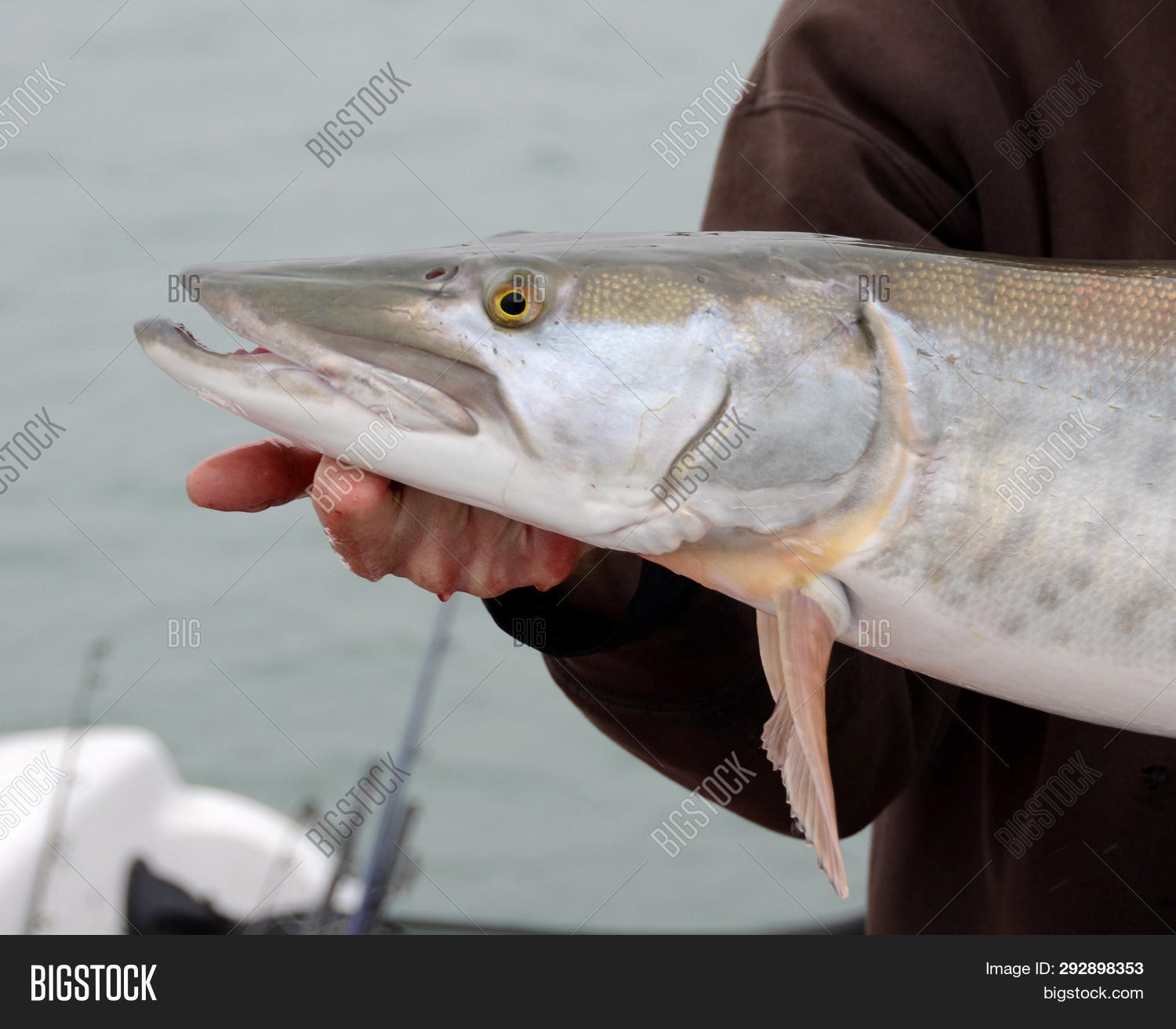 Esox,activity,angler,angling,animal,challenge,eye,fins,fish,fishing,freshwater,fun,head,hunting,lake,masquinongy,mouth,muskellunge,muskelunge,muskie,musky,outdoor,predator,recreation,river,scales,sport,teeth,toothy,water,wildlife