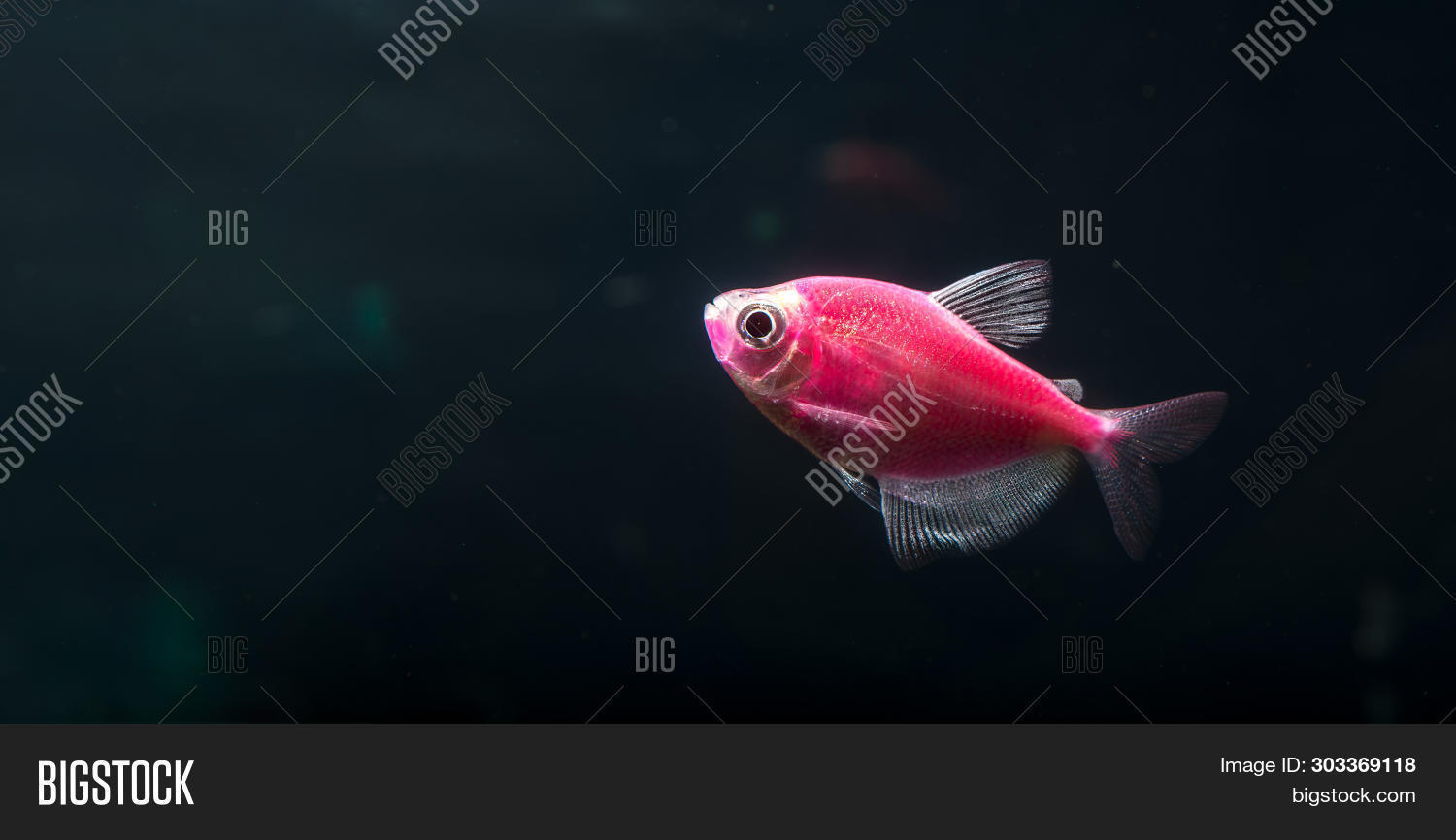 animal,aquarium,aquatic,background,beautiful,beauty,black,blue,bright,closeup,color,colorful,exotic,eye,fish,fluorescent,fresh,freshwater,genetically,glo,glofish,green,gymnocorymbus,hobby,modified,nature,pet,red,refraction,tail,tank,ternetzi,tetra,tip,transparent,tropical,underwater,water,white,wildlife