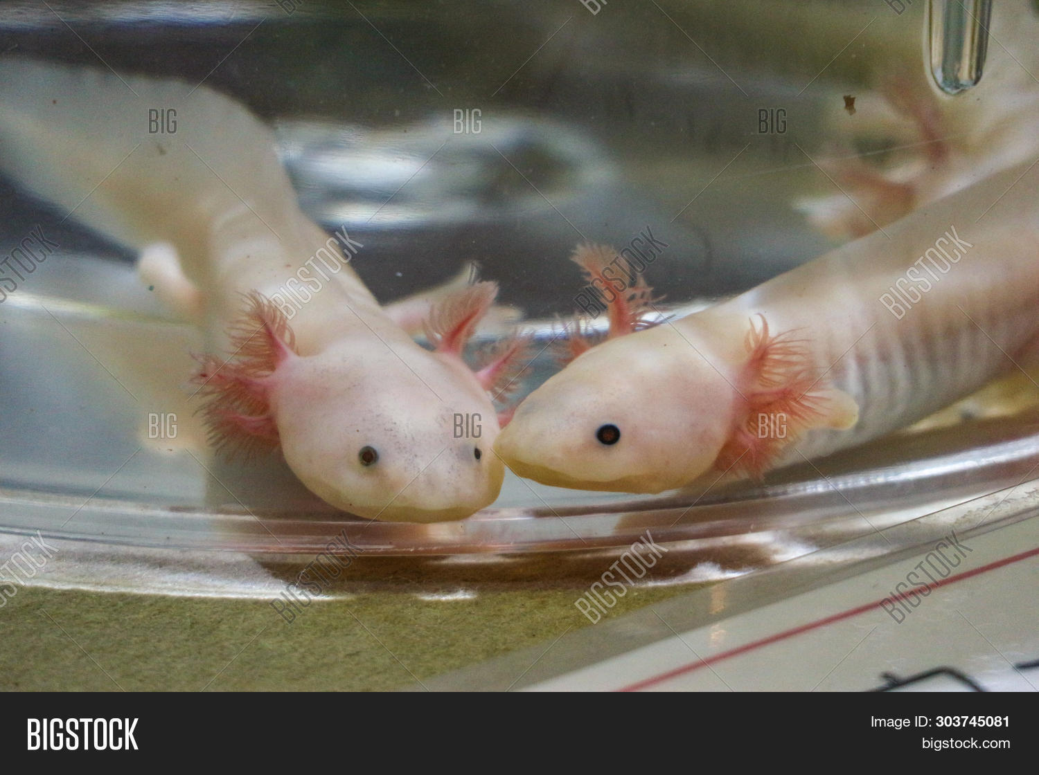 adapt,adaptation,amphibian,animal,aquatic,biota,blind,clear,cute,deep,different,exploring,fauna,fire,fish,gilled,grotto,larvae,life,lizard,lovely,model,mutant,neotenic,neoteny,organism,pet,pink,popular,predator,red,reptile,salamander,slimy,small,space,spelaea,spelunk,spelunking,strange,stream,swimming,tadpole,under,unique,walking,water,wet,wild,wildlife