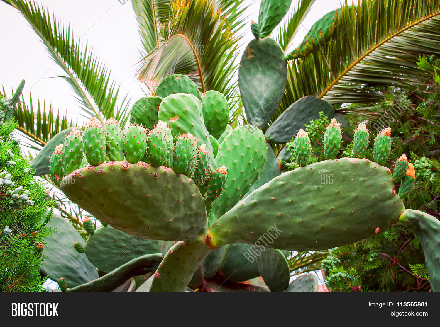 actacea,adobe,arid,bajtra,beles,betalains,botany,branch,breaks,bunch,bush,cactus,core,deti,el,environment,eudicots,ficodi,ficudinnia,fik,fire,food,fruits,green,heat,hindi,india,isorhamnetin,kaempferol,leaf,magnoliophyta,magnoliopsida,needle,nopal,opuntia,organic,plantae,plants,prickly,ripe,sabra,sharp,spiked,stem,succulent,thorn,tree,tropical,tuna,uncultivated