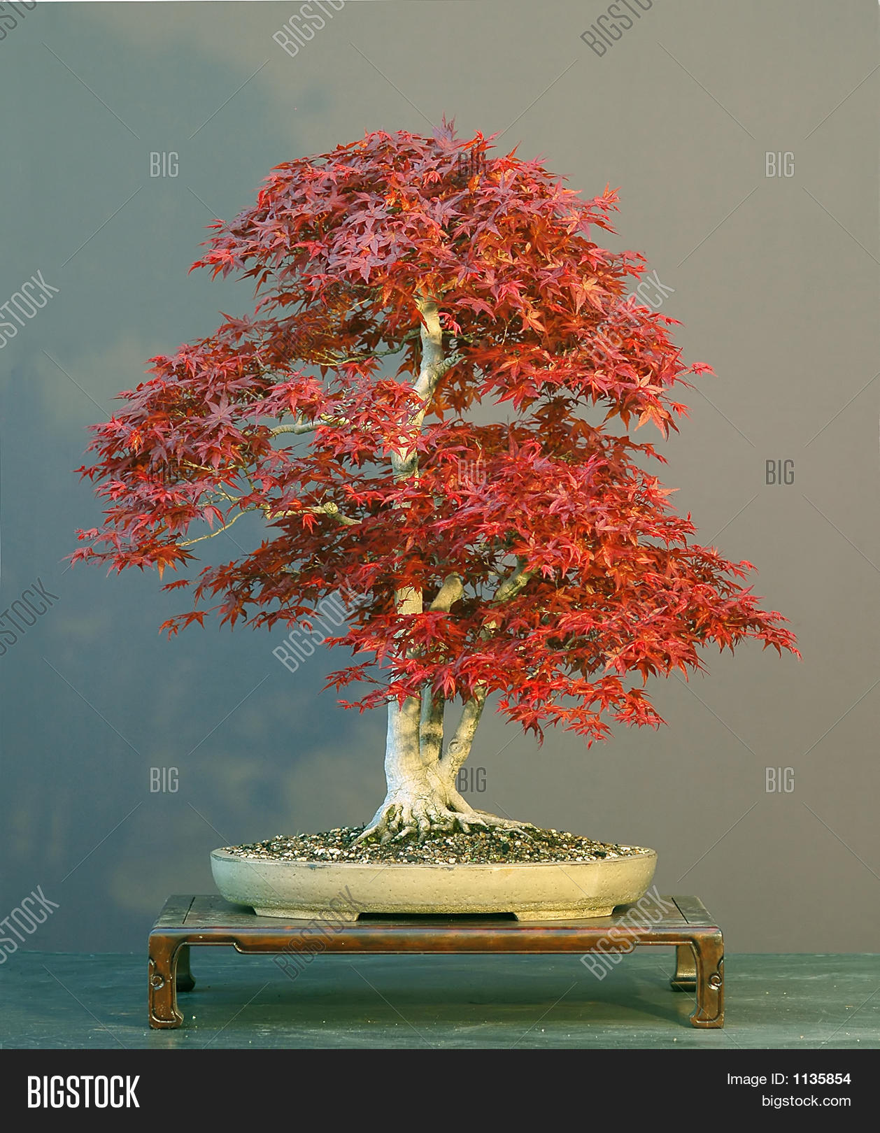 Japanese Maple Bonsai Red 1135854 Image Stock Photo