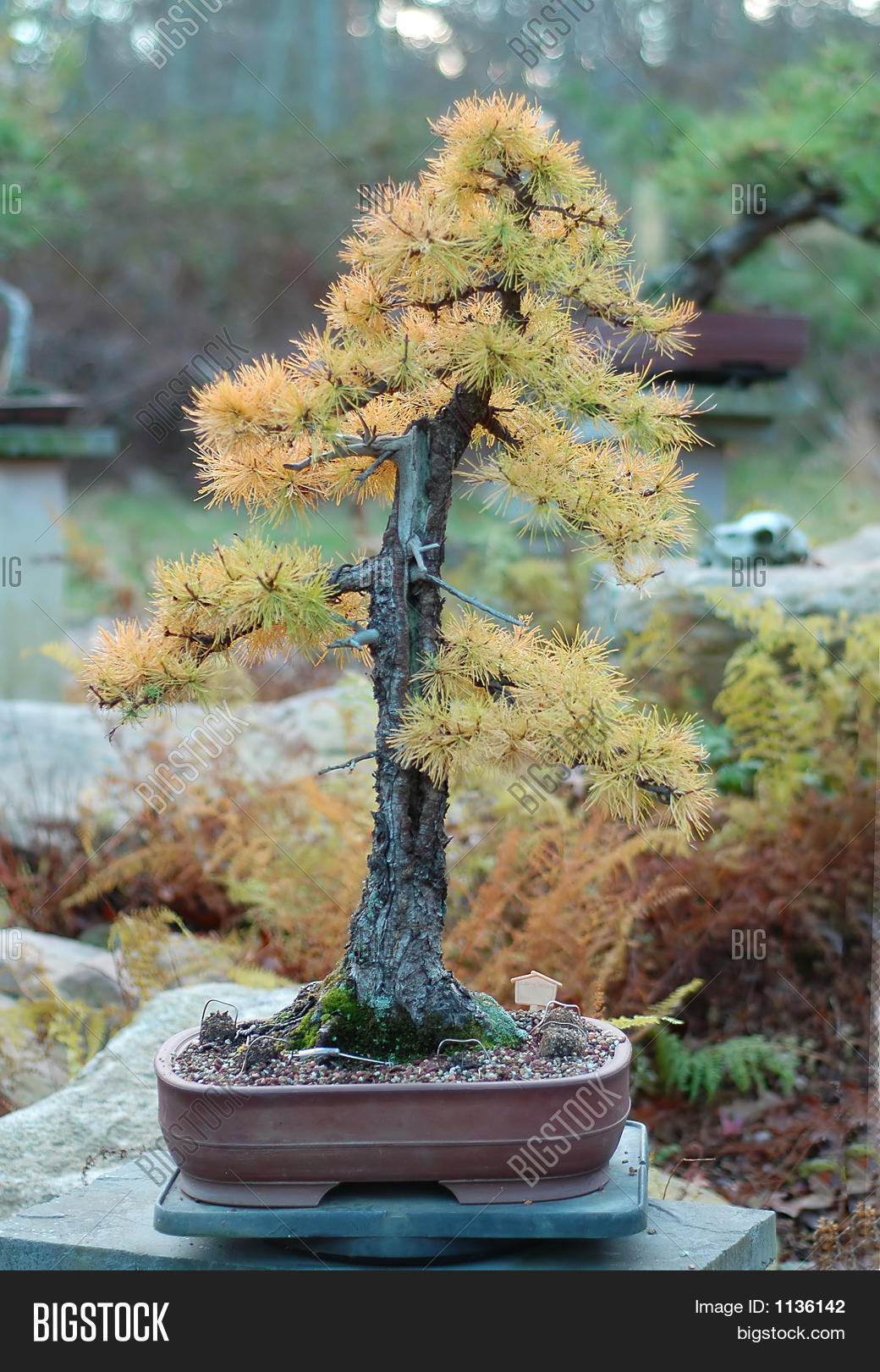 American Larch Bonsai 1136142 Image Stock Photo