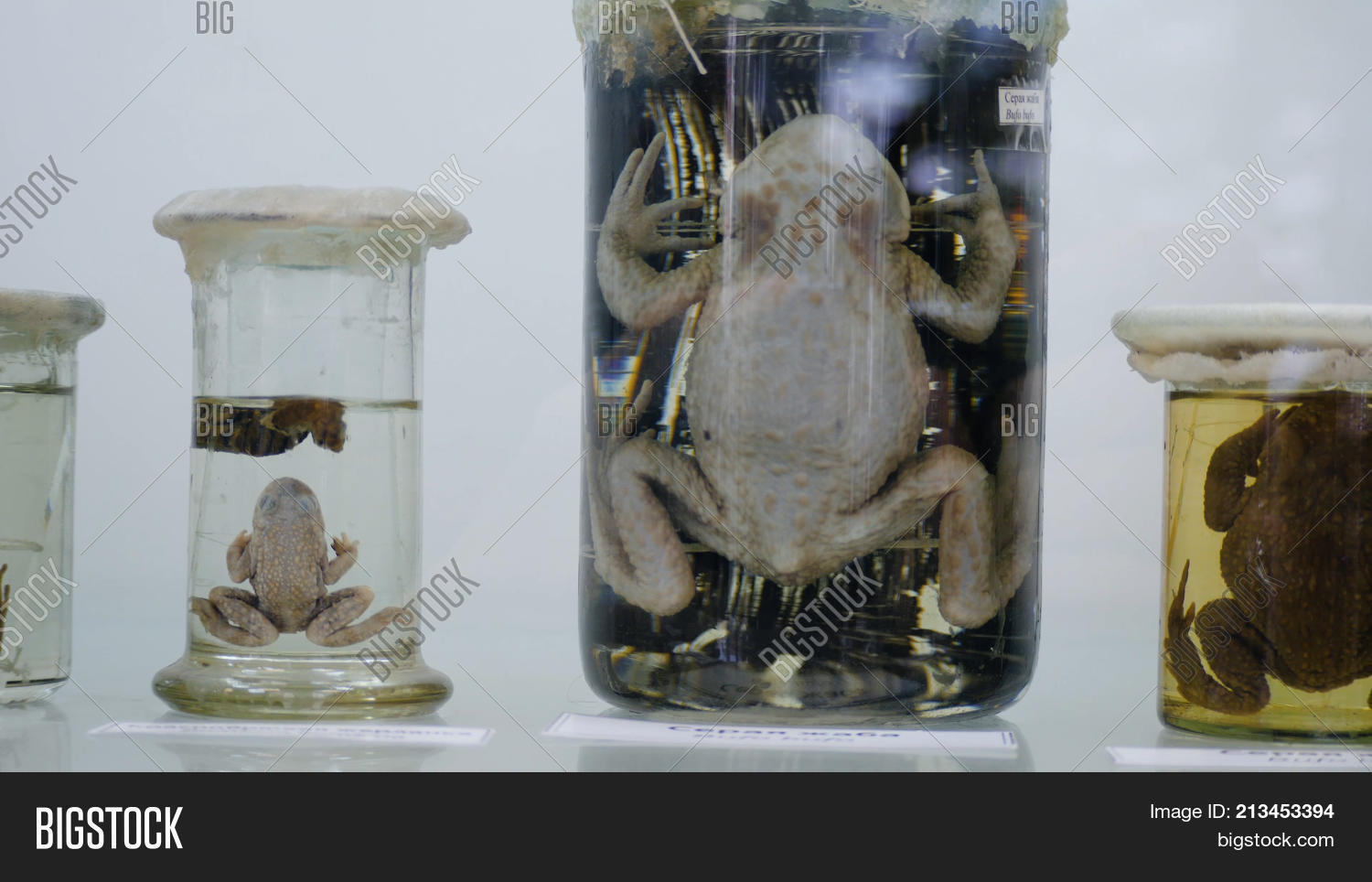 amphibian,animal,back,black,dead,desaturated,float,form,formaldehyde,frog,glass,jar,lighting,outline,preserved,sample,science,scientific,shape,silhouette,specimen,toad,white,whole,wild,wildlife