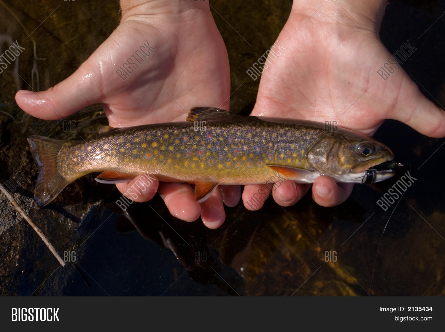 acid,adirondacks,algonquin,america,anadromous,angler,angling,appalachian,arctic,aurora,blue,brook,bull,canada,catch-and-release,char,charr,clear,coasters,color,colour,cool,creek,dolly,east,edge,fish,fisherman,fishermen,fishing,fly,flyfish,flyfishing,fontinalis,game,habitat,haloes,invasive,jersey,lake,leading,maine,marbled,michigan,native,new,north,ontario,pennsylvania,pest,pond,potamodromous,rain,redd,salmon,salmoniformes,salters,salvelinus,spawn,speckled,spring,stream,superior,tiger,trout,unlimited,varden,vermiculation,vermont,virginia,west,white,worm,york
