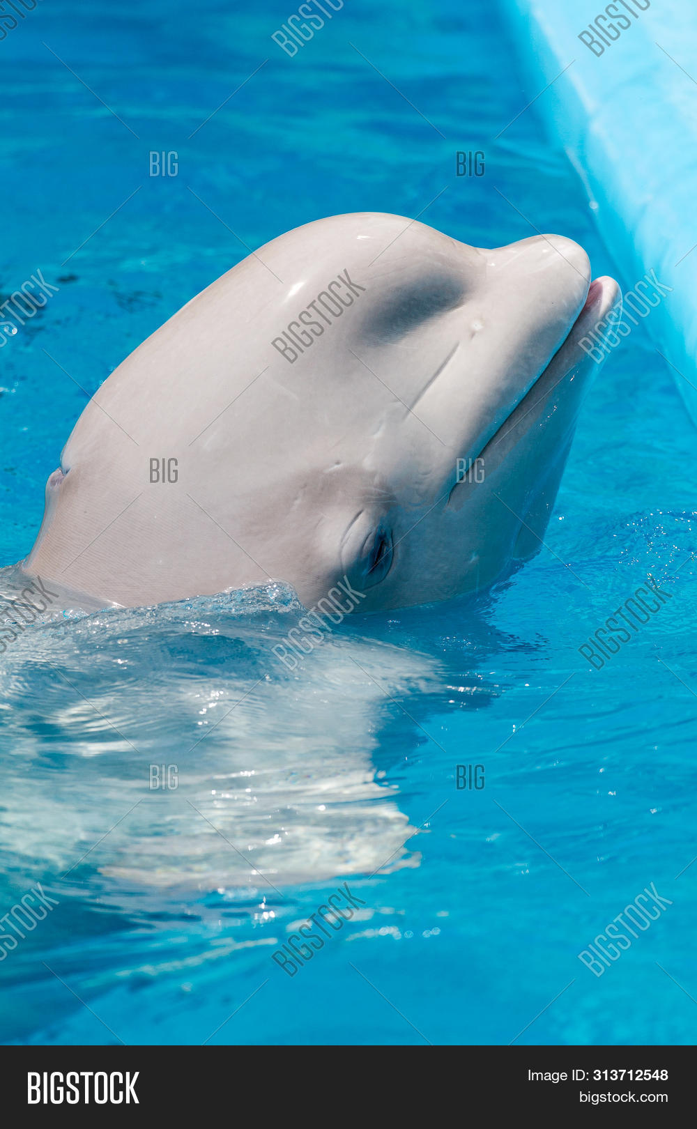 animal,aquarium,aquatic,arctic,baby,beautiful,beluga,blue,cheerful,cute,delphinapterus,dolphin,fish,friendly,fun,happy,head,healthy,ice,leucas,life,mammal,marine,narwhal,natural,nature,north,northern,ocean,one,play,pool,positive,sea,smile,swim,swimming,tail,underwater,vancouver,water,whale,white,wild,wildlife,zoo