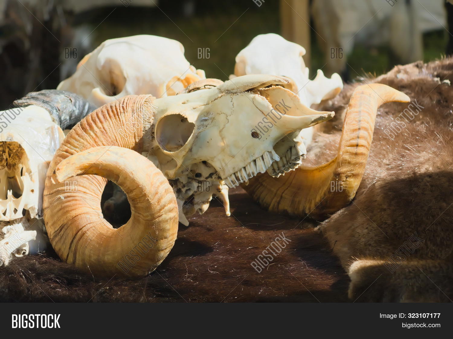 anatomy,animal,aries,art,bone,coat,cranium,dead,death,decoration,design,drawing,etching,ethnic,goat,goth,gothic,graphic,head,horn,live,mountain,mutton,nature,old,ram,retro,sheep,sign,skeleton,skull,style,symbol,trophy,vintage,west,western,white,wild,zoology