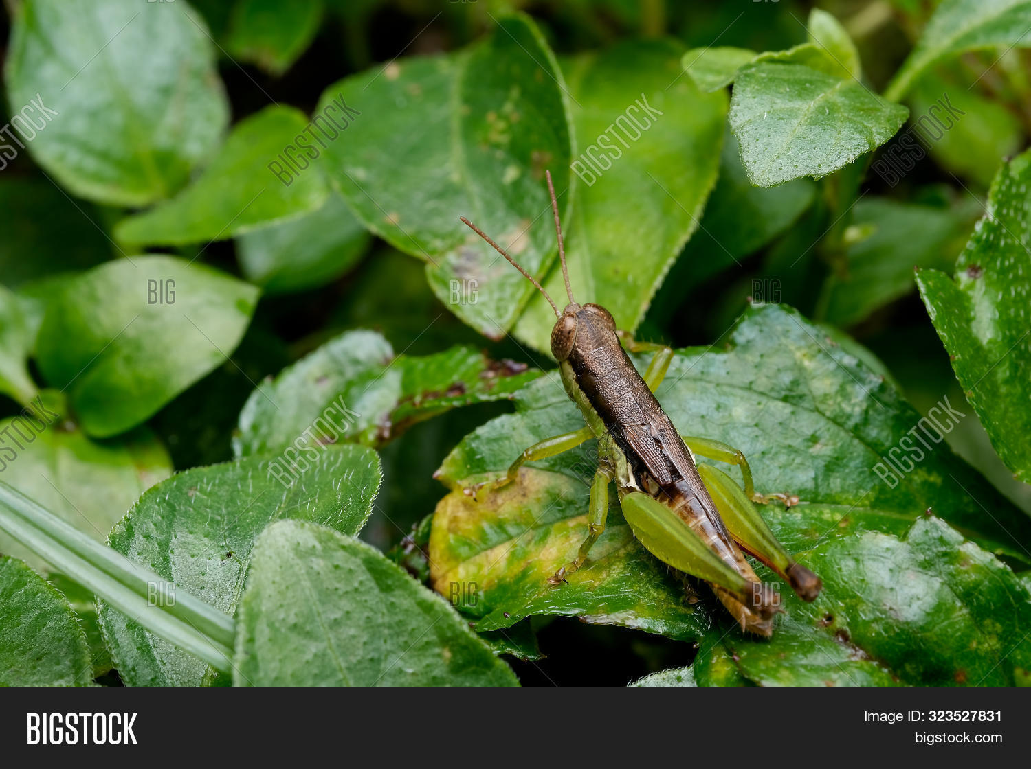 animal,background,beautiful,biology,brown,chorthippus,clear,closeup,color,common,consume,cricket,detail,eco,ecology,england,entomology,environment,eye,field,free,garden,grass,grasshopper,green,image,insect,interesting,kingdom,leaf,macro,mating,meadow,micro,natural,nature,outdoor,pair,plant,portrait,pretty,shallow,summer,uk,white,wild,wildlife