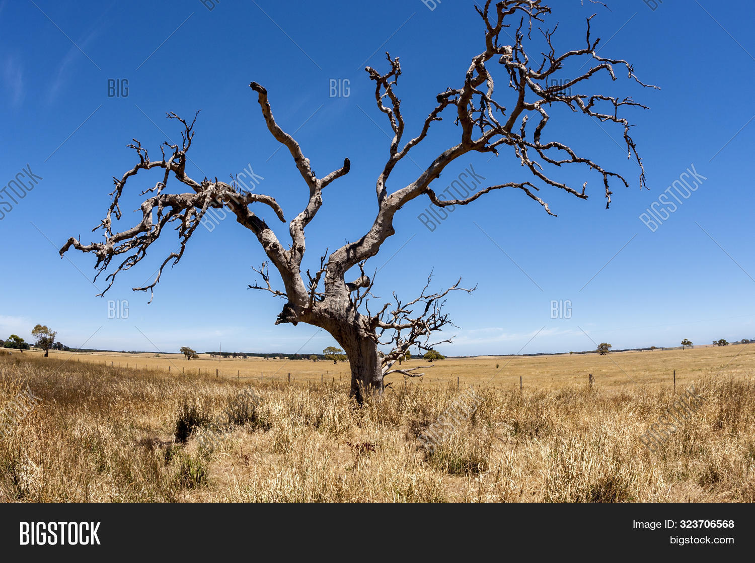 australia,australian,bare,beauty,bush,climate,cloud,creek,dead,desert,deserted,dramatic,dry,environment,extreme,fisheye,horizontal,hot,landscape,leafless,leaves,lens,lone,loneliness,lonely,nature,no,nobody,northern,outback,outdoor,people,plant,scenic,silhouette,sky,tennant,terrain,territory,tourism,travel,tree,without