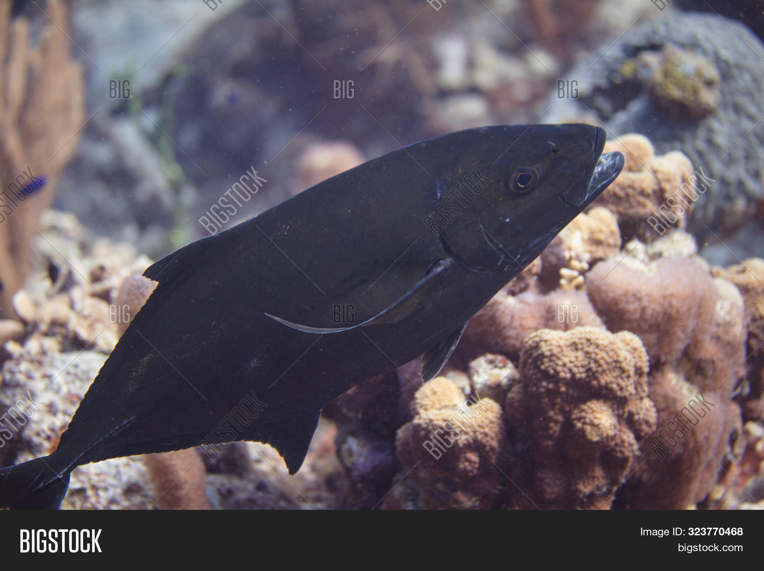 ABC,Animal,Antilles,Aquatic,Aruba,BEC,Bahamas,Bar,Belize,Bonaire,Caranx,Caribbean,Cozumel,Curacao,Dutch,Fish,Florida,Island,Islands,Jack,Leeward,Marine,Netherlands,Ocean,Reef,Sea,Tropical,black,cleaning,coral,diving,ruber,scuba,station
