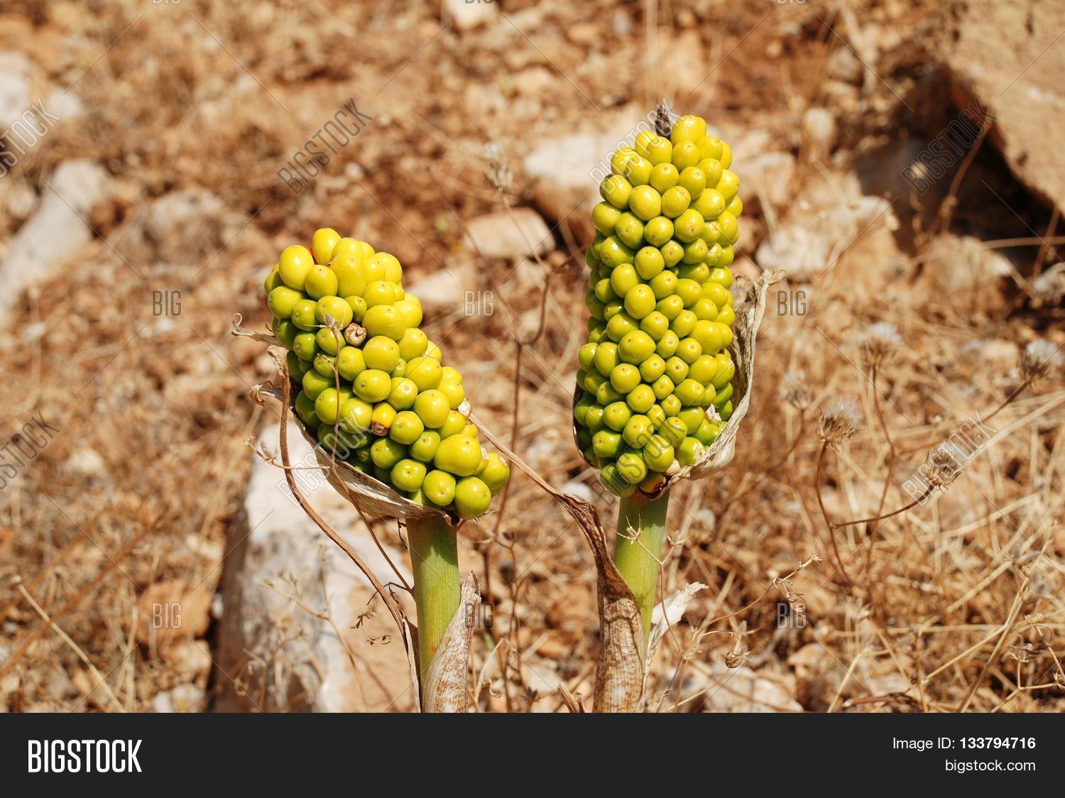aegean,araceae,arum,berries,black,chalki,chorio,day,dodecanese,dracunculus,dragon,dragonwort,drakondia,flora,greece,greek,green,growing,halki,head,island,june,lily,living,mediterranean,nature,outdoors,plant,purple,seeds,snake,stem,stink,summer,tongue,voodoo,vulgaris