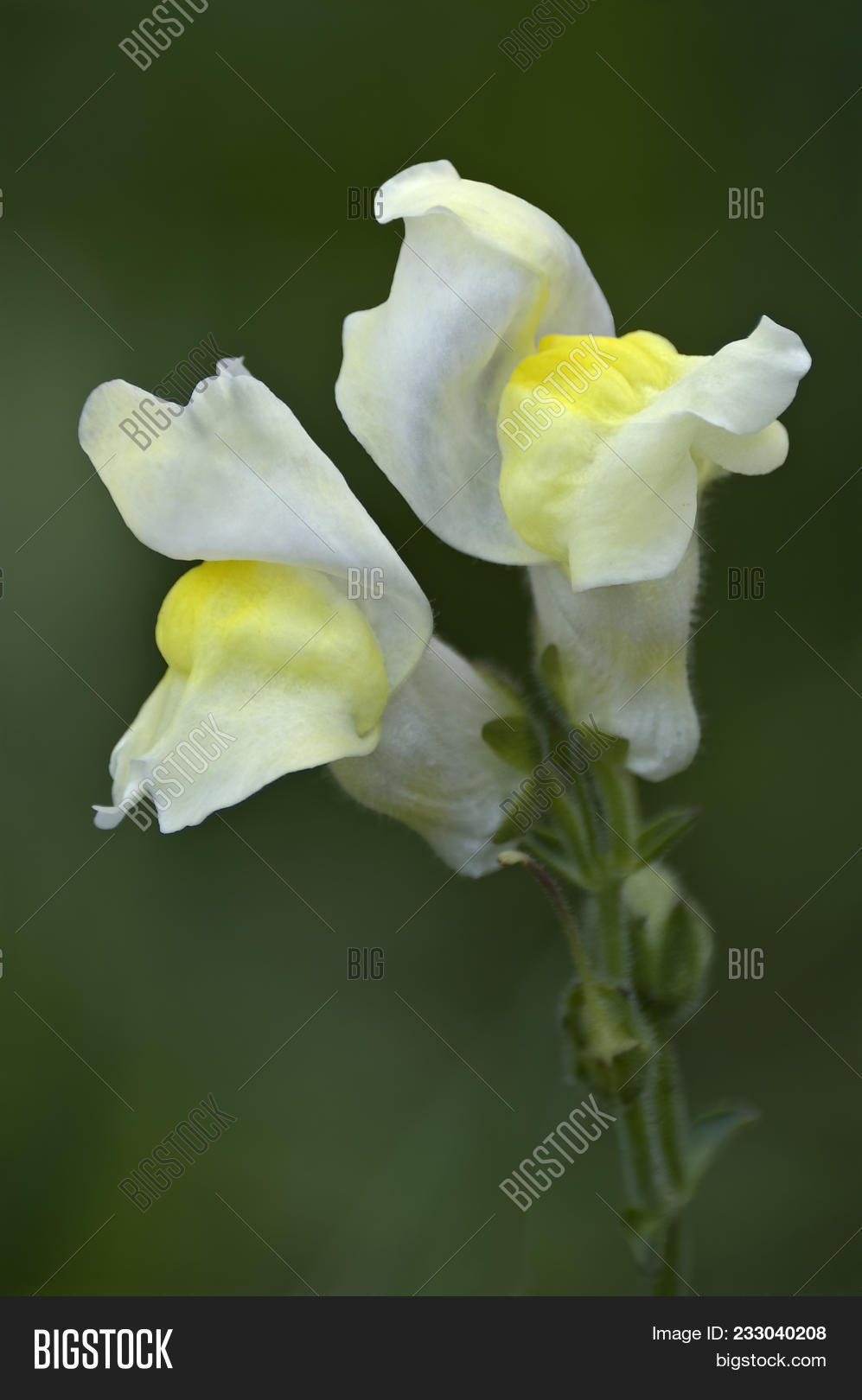 angiosperm,angiospermae,antirrhinum,biological,biology,bloom,botanical,botany,close,close-up,closeup,cultivar,flora,flower,horticultural,horticulture,majus,nature,perennial,plant,plantagenaceae,snapdragon,up