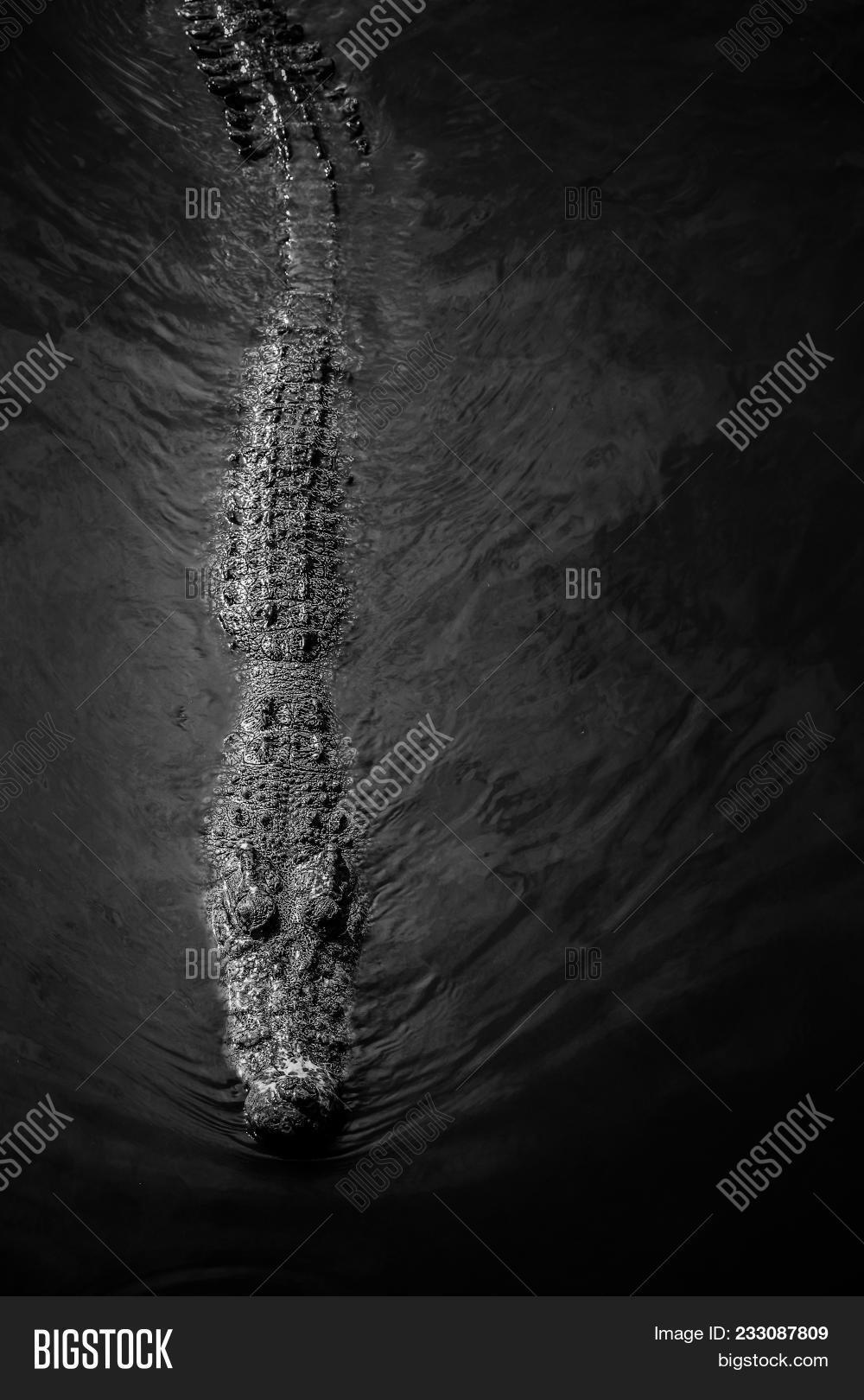 alligator,amphibian,animal,aquatic,big,black,caiman,camouflage,carnivore,cold,croc,crocodile,danger,dangerous,dark,deathly,dinosaur,dragon,farm,fear,green,head,hidden,hide,horror,hunt,hunter,jaw,large,leather,lizard,monster,mouth,nature,nile,predator,prey,reptile,river,saltwater,scale,scary,skin,surface,swamp,teeth,water,wild,wildlife,zoo