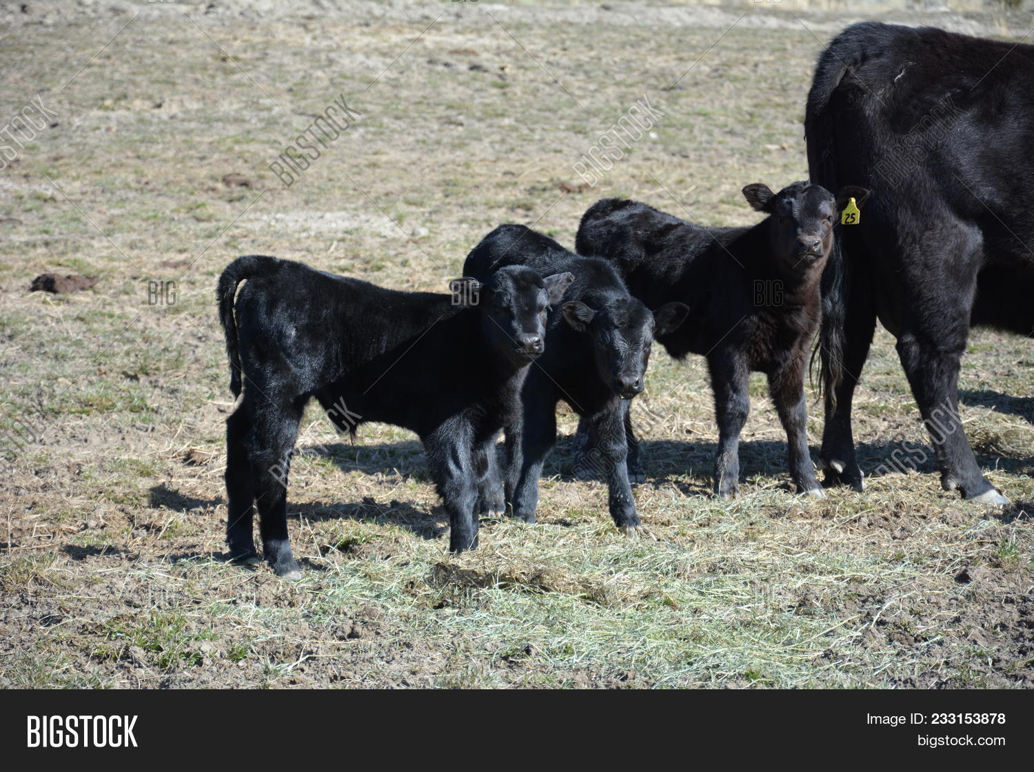 Shiny Healthy Angus Calves With Mom In Field Calves Looking Directly At Camera Black Angus Calves 233153878 Image Stock Photo