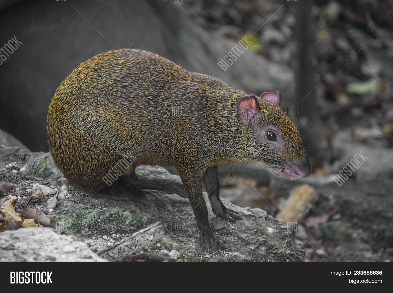 agouti,agouties,america,american,animal,brazil,central,cute,dasyprocta,dasyproctidae,fauna,food,forest,golden,jungle,life,mammal,mammalia,mardoz,mexico,natural,nature,one,punctata,rainforest,rodent,rodentia,sereque,small,south,tropic,tropical,wild,wildlife,zoo
