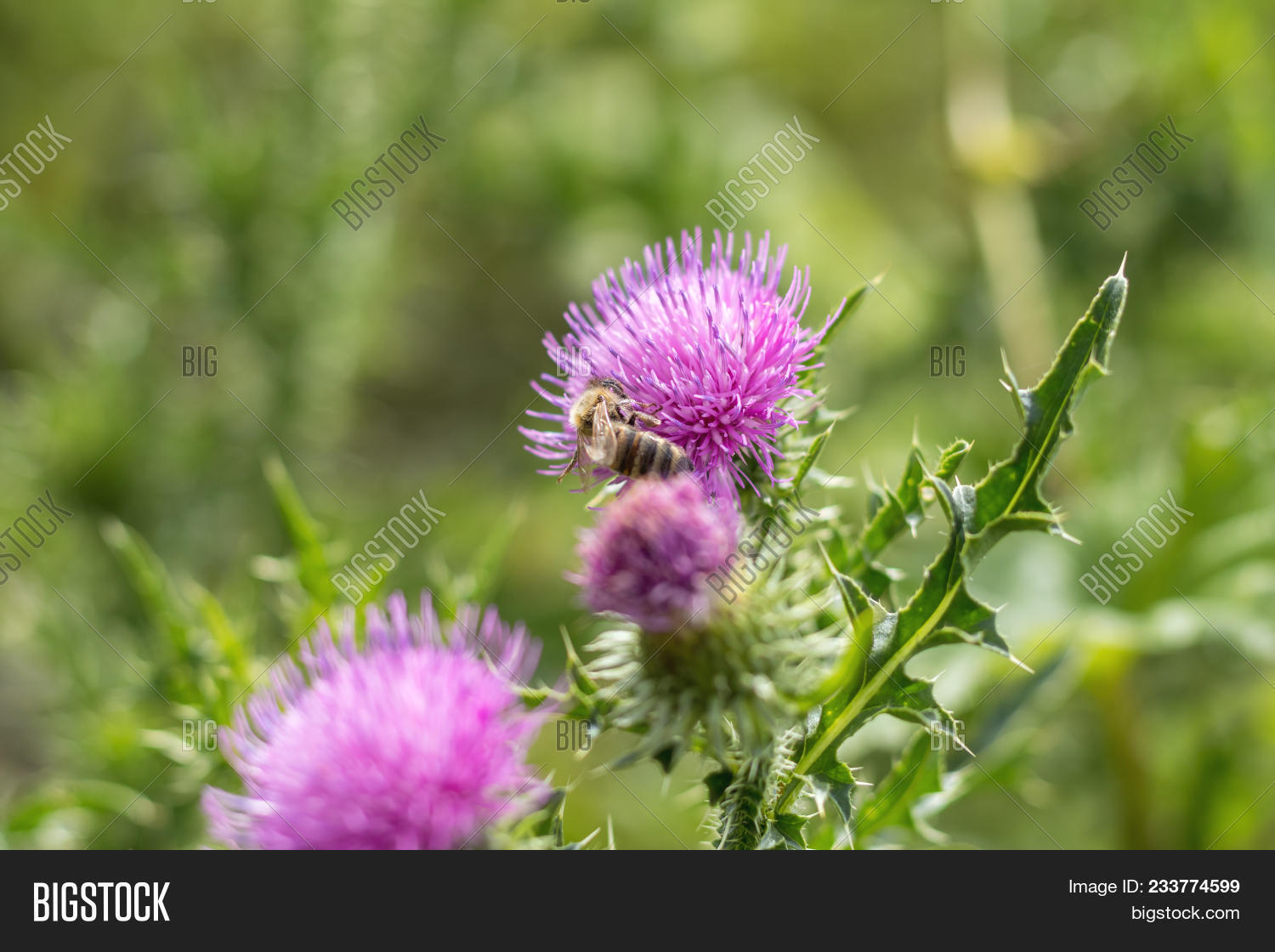 Artichoke Thistle Flower Xmas - Best Flower Wallpaper