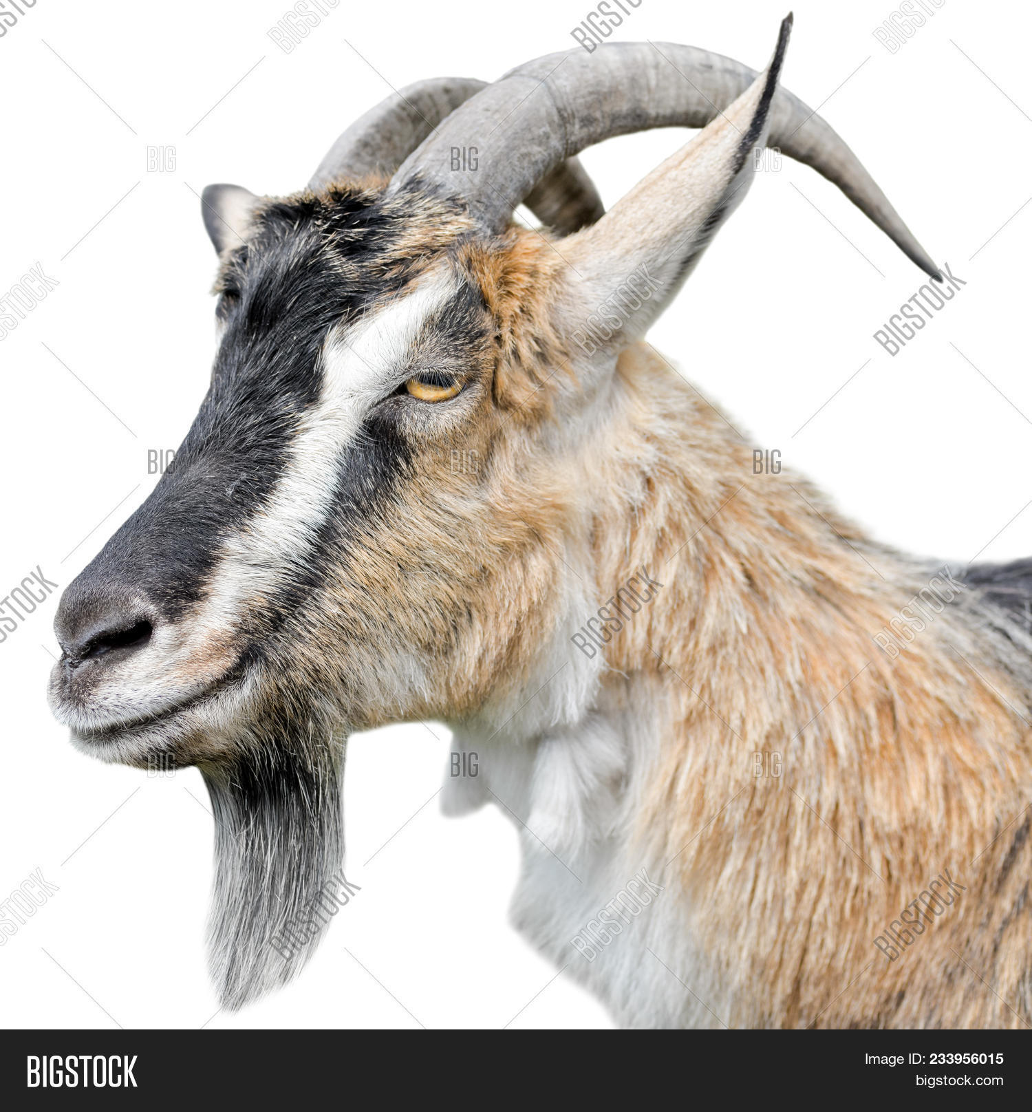 agriculture,animal,background,brown,cheerful,close-up,closeup,cute,domestic,face,farm,farming,fun,funny,fur,goat,happy,head,healthy,isolated,kid,life,livestock,looking,mammal,nature,one,outdoor,pets,portrait,profile,shot,small,studio,vertebrate,view,white,wildlife,young,zoo