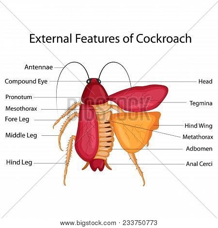 Education Chart Of Biology For External Features Of Cockroach Diagram ...