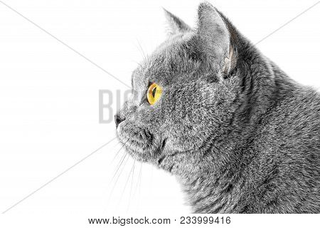 Gray Short Haired British Cat On A White Background Close Up A