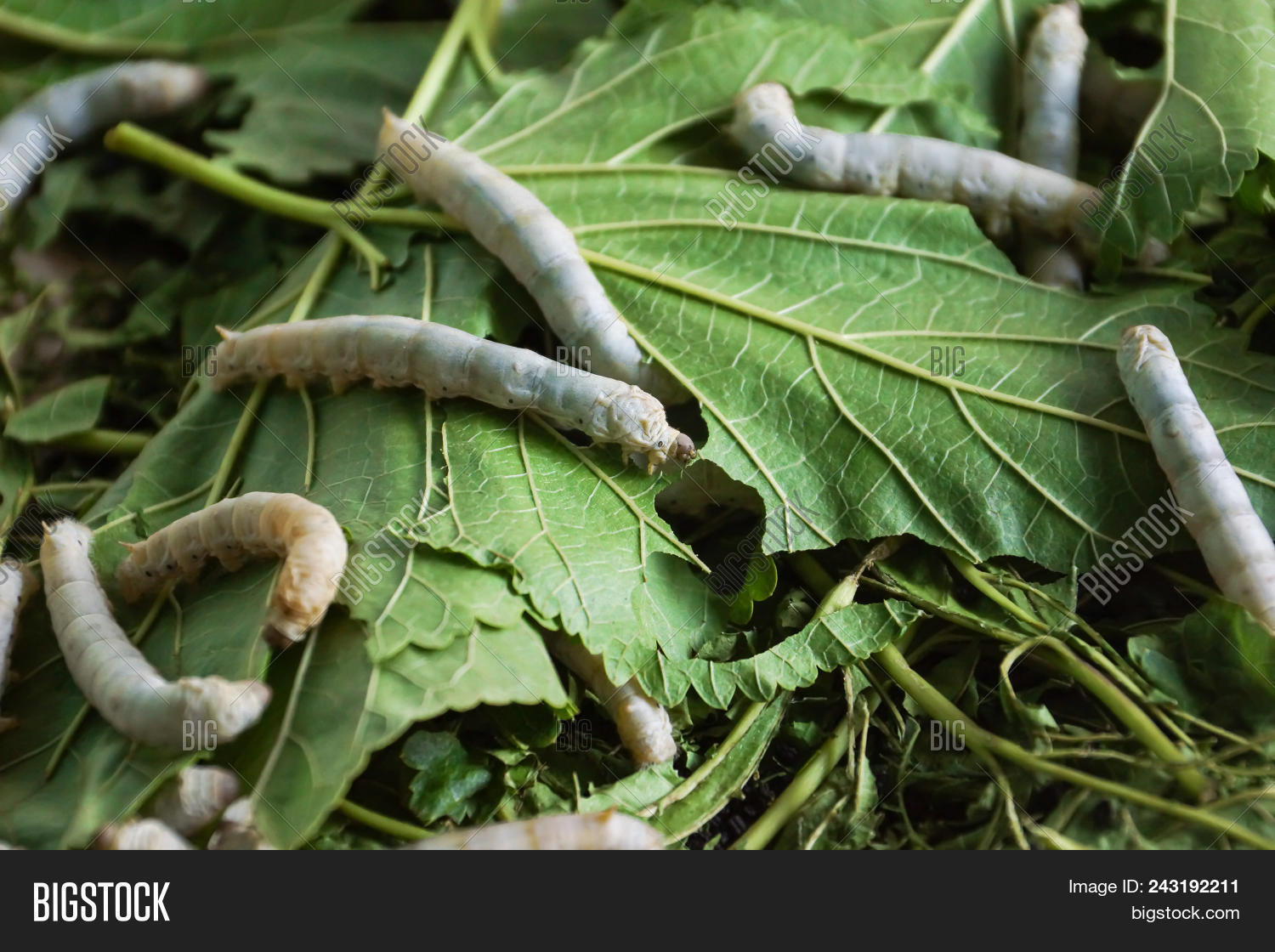 animal,background,bombyx,china,close,closeup,cocoon,eat,fabric,fiber,fifth,food,green,industry,insect,instar,larva,larvae,leaf,material,mori,mulberry,natural,nature,plant,raw,silk,silkworm,textile,thread,traditional,up,white,worm