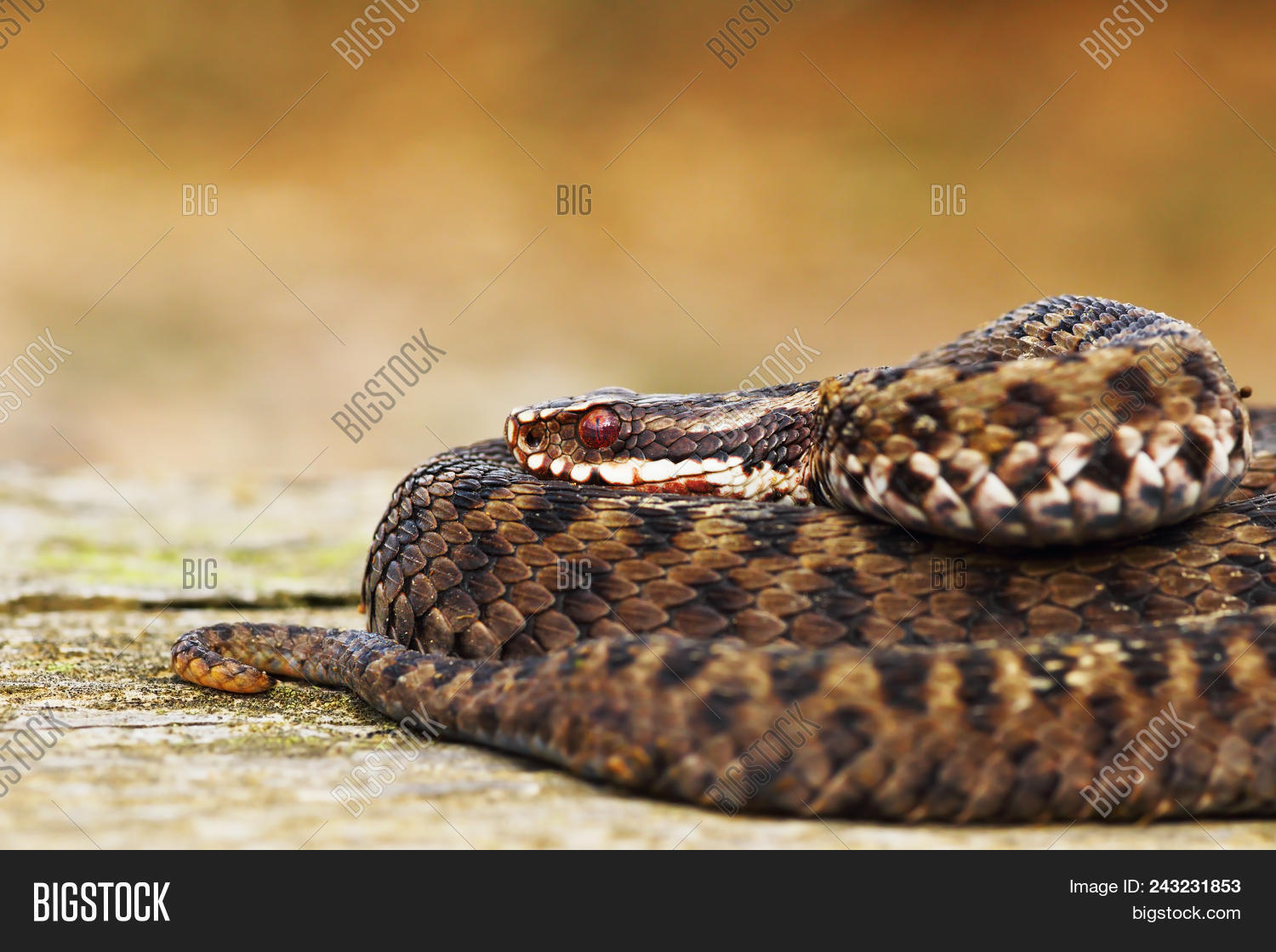 adder,animal,basking,beautiful,berus,biodiversity,brown,close-up,colorful,common,crossed,danger,dangerous,detail,endangered,eurasian,european,eye,fauna,fear,fearsome,frightening,gray,herpetology,macro,nature,poikilothermic,poison,poisonous,portrait,predator,reptile,scales,scary,snake,textured,toxic,up,venom,venomous,vertebrate,viper,vipera,viperidae,viperinae,warming,wild,wild-animal,wildlife,zoology