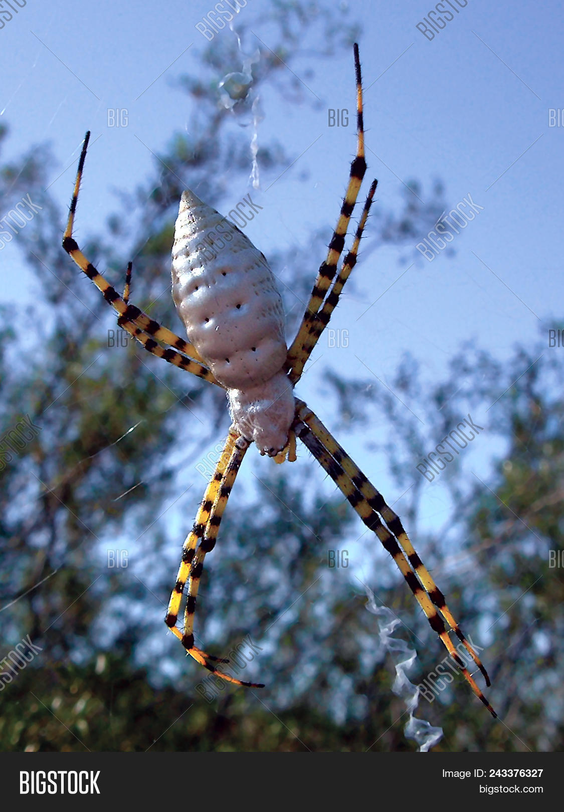 Argiope,Arizona,Garden,animal,arachnid,hanging,large,silvery,spider,suspended,web