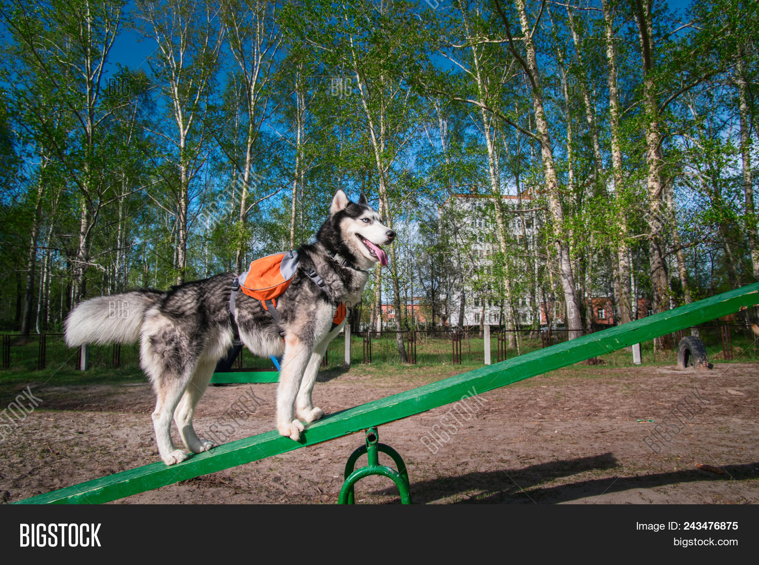 husky exercise equipment