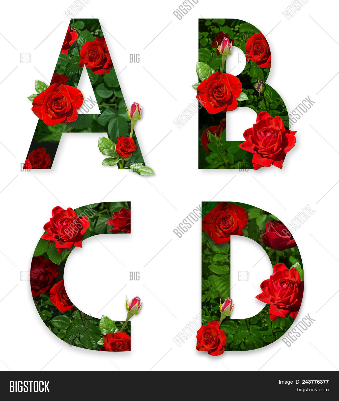 alive,alphabet,b,background,c,collage,d,flower,font,gardenflower,isolate,isolated,leaves,letter,lettering,red,rose,white