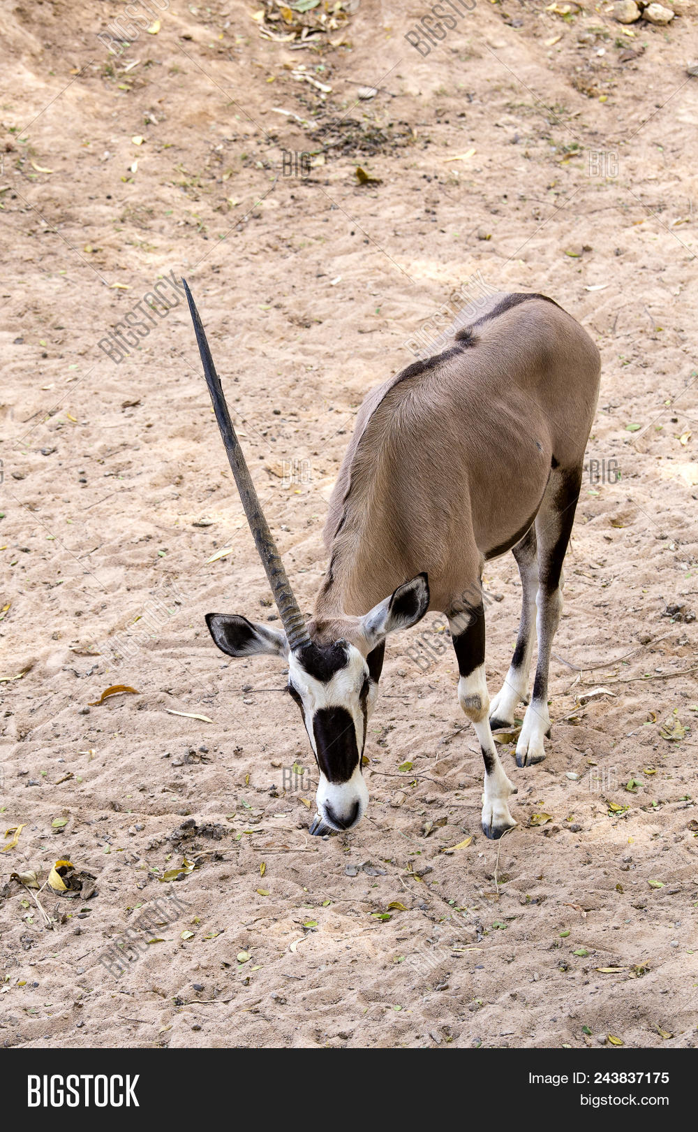 africa,african,animal,antelope,asia,barrenness,brown,conservation,dammah,desert,ecology,endangered,environment,exotic,extinction,eye,freedom,gazella,gemsbok,gemsbuck,goat,herbivorous,horn,long,mammal,namibia,natural,nature,one,oryx,outdoors,park,pattern,portrait,protection,ruminant,safari,sahara,savanna,scenic,skin,species,traditional,travel,tropical,wild,wilderness,wildlife,world,zoo