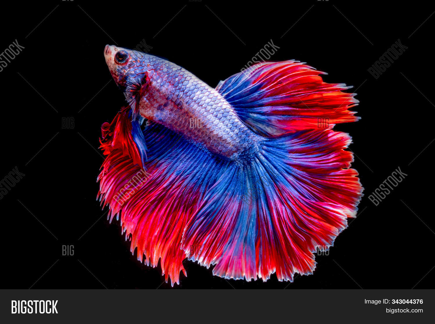 action,aggressive,animal,aqua,aquarium,aquarius,aquatic,art,background,beautiful,beauty,betta,black,blue,color,colorful,exotic,fancy,fighting,fin,fish,half,life,luxury,moon,motion,movement,moving,multi,nature,pet,power,red,siam,siamese,splendens,swimming,tail,thailand,tropical,underwater,water