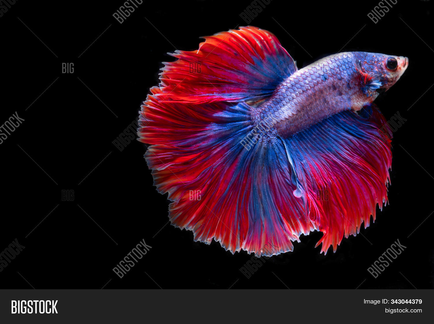 action,aggressive,animal,aqua,aquarium,aquarius,aquatic,art,background,beautiful,beauty,betta,black,blue,color,colorful,exotic,fancy,fighting,fin,fish,half,life,luxury,moon,motion,movement,moving,multi,nature,pet,power,red,siam,siamese,splendens,swimming,tail,thailand,tropical,underwater,water