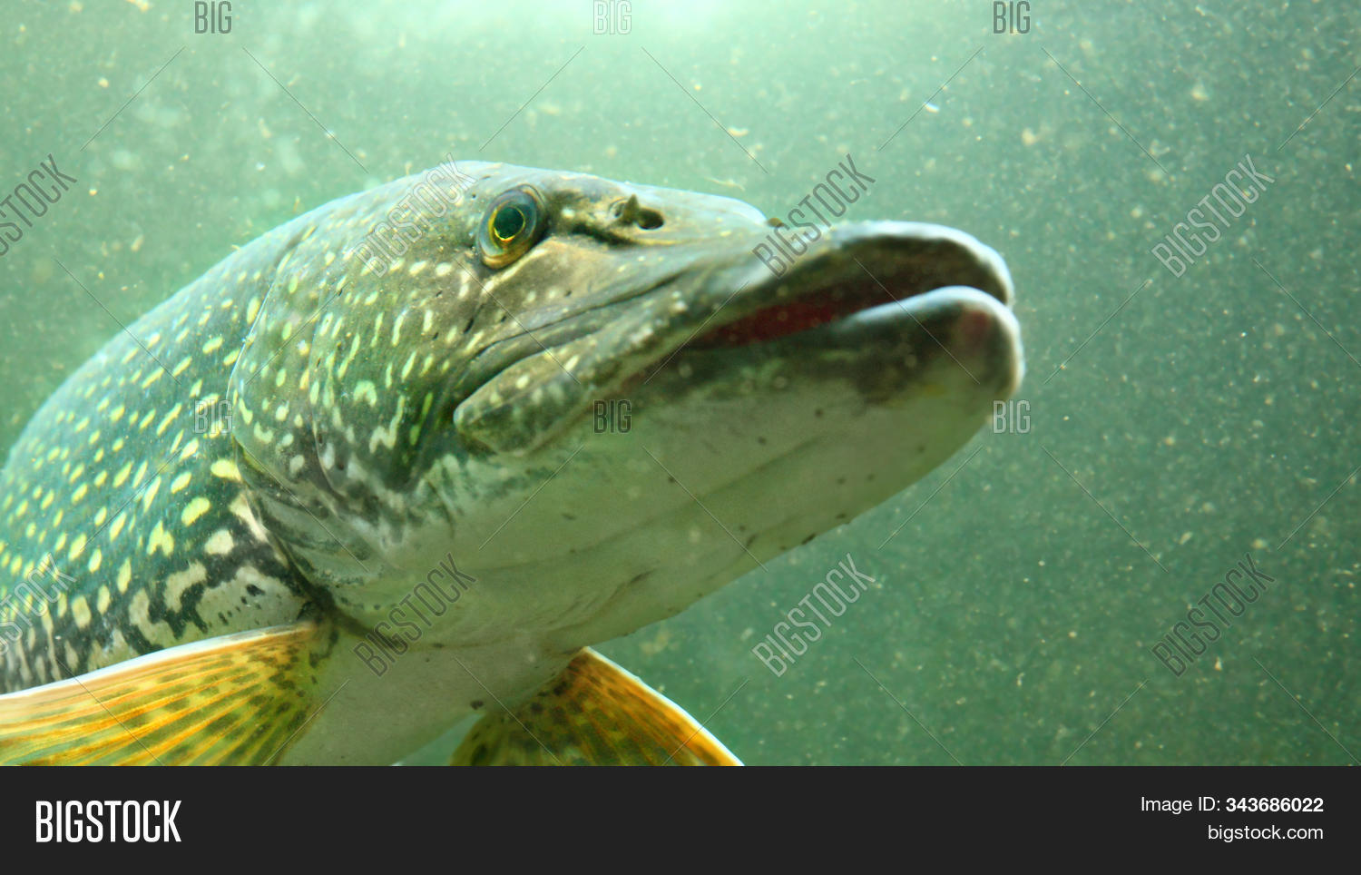 16:9,adventure,angling,animal,aquarium,aquatic,background,bass,big,carp,cat fish,catfish,destinations,ecology,ecosystem,esox lucius,fauna,fish,fishing,fresh water,fresh water fish,freshwater,giant,hobby,hunting,lake,leisure,life,marine,marinelife,muskie,nature,northern pike,ocean,pike,predator,predatory,river,scuba,scuba diving,sea,snorkeling,sport,trout,underwater,wallpaper,water,wild,wildlife