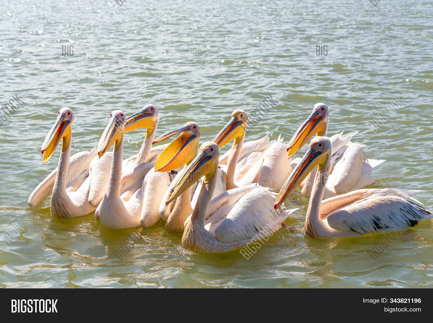 adult,africa,amhara,animal,awassa,background,bahir,beautiful,beauty,bird,coast,dar,ethiopia,ethiopian,exotic,feather,feeding,fishes,fishing,flock,great,group,habitat,hunger,hungry,lake,many,natural,nature,onocrotalus,outdoor,panorama,pelecanus,pelican,rift,rosy,scenery,school,tana,tourism,travel,valley,water,white,wild,wildlife