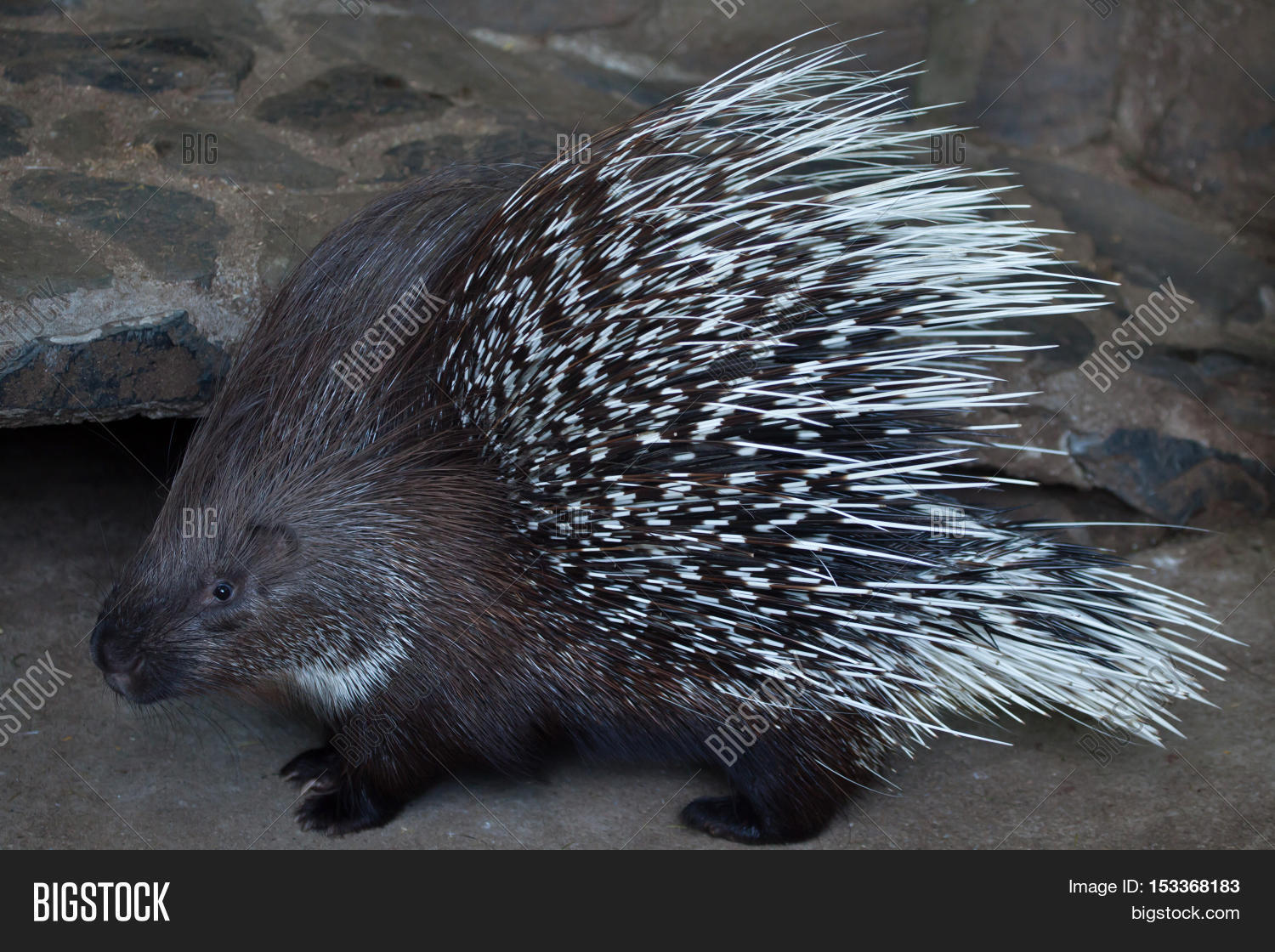 afghanistan,animal,arabia,armenia,asia,asian,azerbaijan,central,china,crested,east,fauna,forest,georgia,hystricidae,hystrix,india,indian,indica,iran,iraq,israel,jordan,kazakhstan,lanka,life,mammal,mammalia,middle,natural,nature,nepal,one,pakistan,porcupine,quills,rodent,rodentia,saudi,sri,steppe,turkey,turkmenistan,wild,wildlife,yemen,zoo