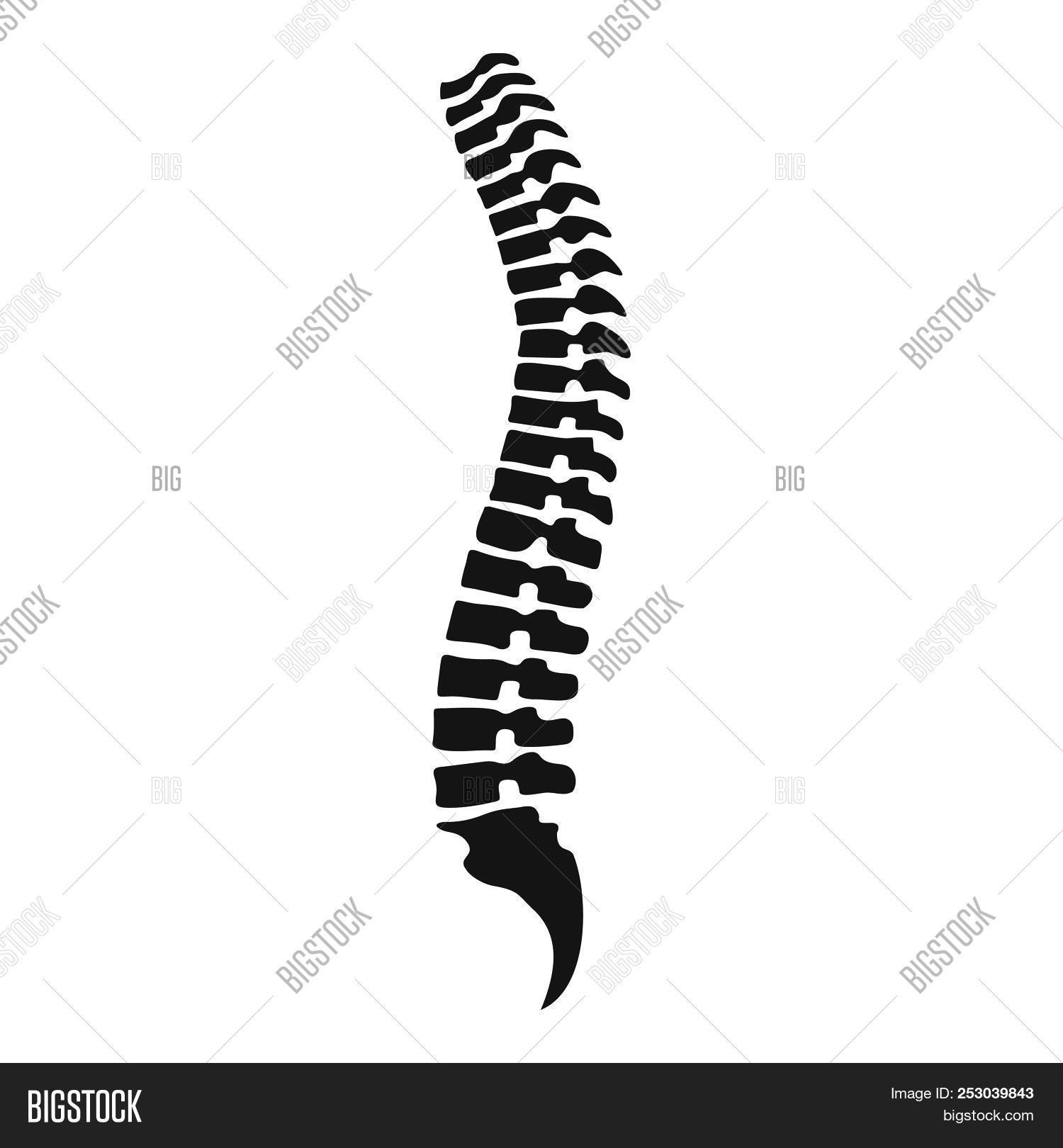 anatomical,anatomy,back,backbone,biology,black,body,bone,care,chiropractic,clinic,coccyx,column,cord,creative,diagnostic,disc,education,front,health,healthcare,human,icon,illness,isolated,lumbar,medical,medicine,object,orthopedic,osteoporosis,pain,poster,posture,sacrum,scheme,science,simple,skeletal,skeleton,spinal,spine,symptom,system,thoracic,treatment,vertebra,vertebrae,vertebral