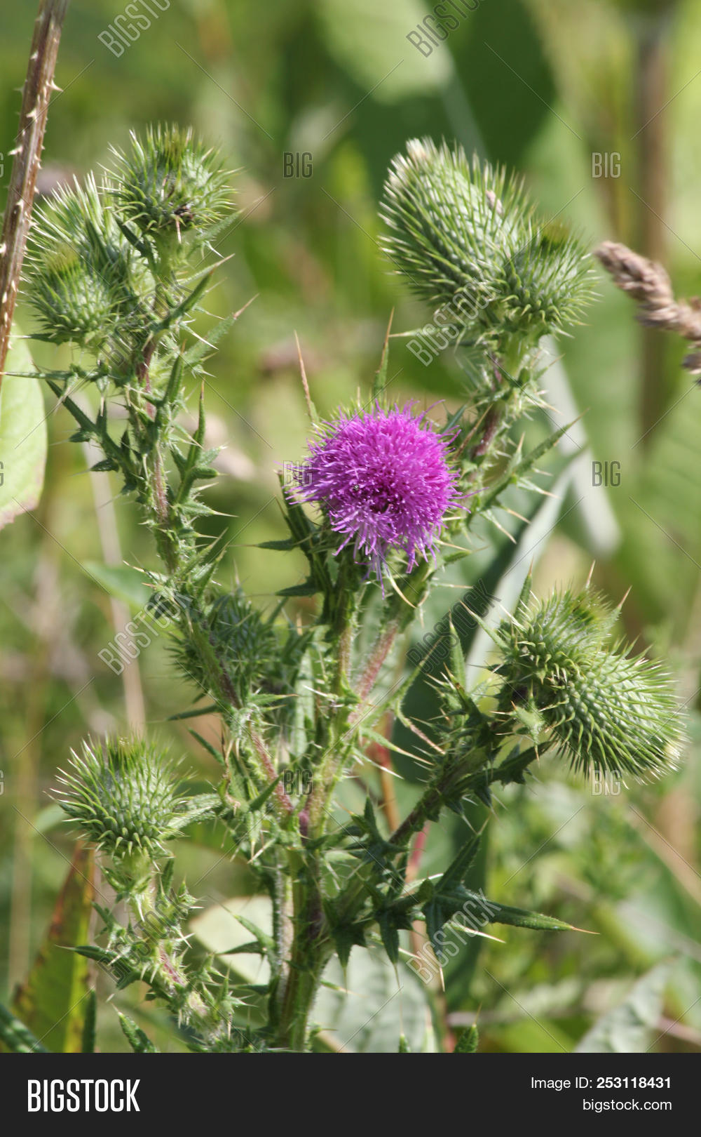 beauty,bloom,blossom,bright,bull,cap,cirsium,flora,flower,green,head,nature,pink,plant,prickly,purple,season,spear,spiny,stem,summer,thistle,thorny,vulgare,weed,wild