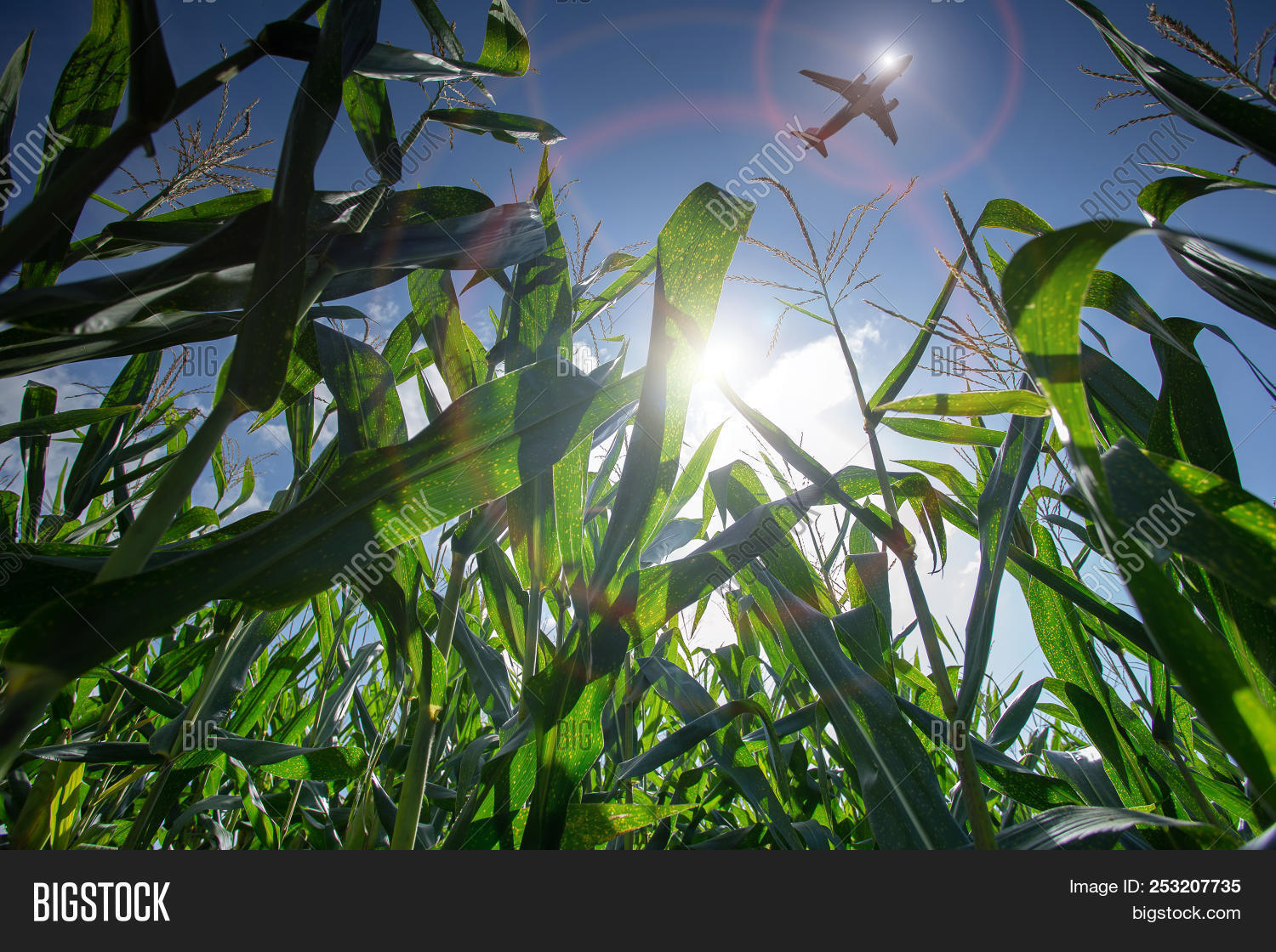 agriculture,air,aircraft,airliner,airplane,aviation,background,blue,bright,business,cloud,commercial,corn,crop,environment,farm,farming,field,flight,fly,flying,green,jet,land,landing,landscape,natural,nature,passenger,plane,plant,rural,season,sky,spring,summer,technology,tourism,transport,transportation,travel,trip,white