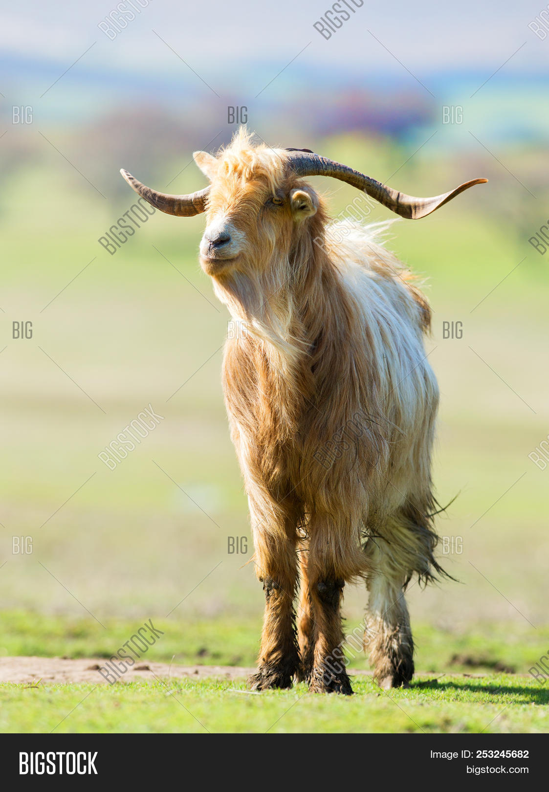 agriculture,animal,background,big,bighorn,billy,brown,calm,closeup,country,countryside,domestic,energy,face,farm,farming,fauna,funny,fur,goat,grass,graze,great,green,hair,hairy,head,herbivore,horn,horned,land,male,mammal,meadow,mountain,natural,nature,orme,outdoor,pasture,portrait,rural,sheep,wild,wildlife