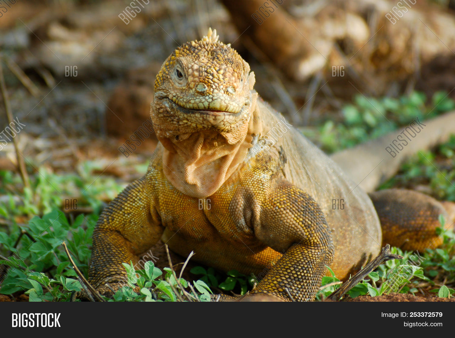 Galapagos Land Iguana Portrait Close Up Yellow Orange In The Galapagos Islands Ecuador Conolophu Image Stock Photo 253372579
