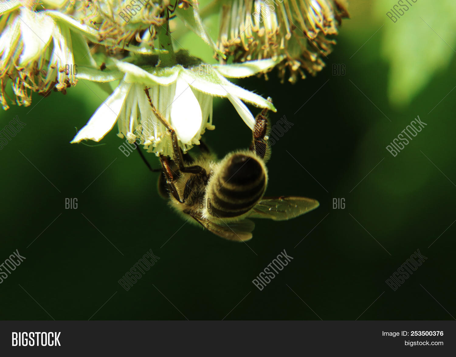 a,active,aculeus,animal,beauty,bee,bloom,body,bug,collecting,czech,distributing,european,feeler,feet,finish,floret,flower,from,garden,gathering,green,helper,honey,honey-bearing,insect,macro,mellifera,nectar,nourishment,on,plant,pollen,pollinator,proboscis,queen,raspberry,rostrum,shift,sitting,spreading,stinger,sweet,task,violet,western,wings,work,working,yellow