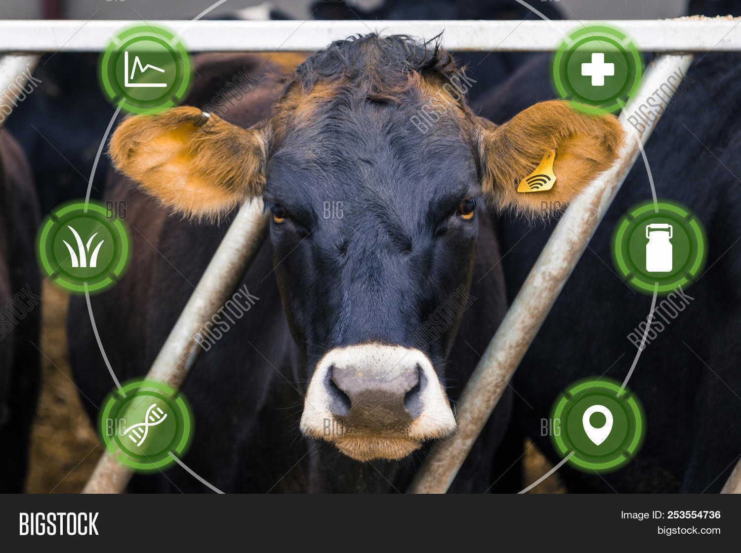 agriculture,agritech,analysis,analytics,animal,app,augmented,beef,big,business,cattle,cloud,collection,computer,concept,cow,cowshed,dairy,data,display,e,ear,facial,farm,farmer,farming,feeding,food,herd,husbandry,industry,information,internet,livestock,management,milk,modern,monitoring,reality,recognition,rural,sensor,smart,system,tag,technology,tracker,wearable,wireless