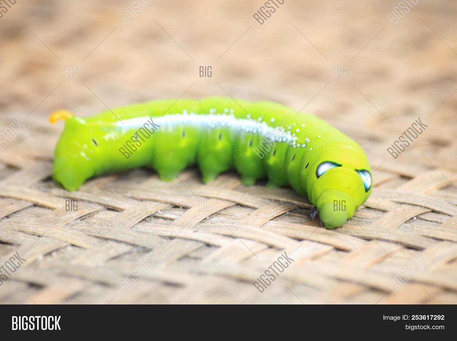 animal,army,background,beautiful,beauty,big,branch,bug,butterfly,caterpillar,closeup,color,colorful,cute,daphnis,detail,eyes,farm,fat,focus,fresh,garden,giant,green,insect,larva,larvae,leaf,life,macro,maggot,natural,nature,pest,plant,small,space,stem,tree,view,wild,wildlife,worm,yellow