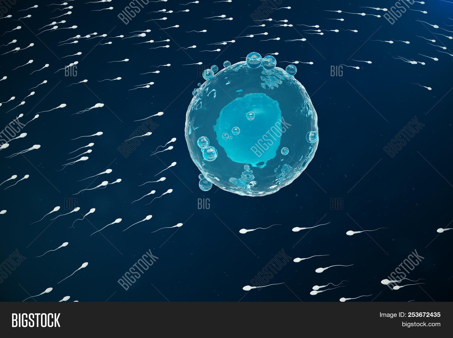Sperm And Egg Cell, Ovum. Native And Natural Fertilization - Close-up ...