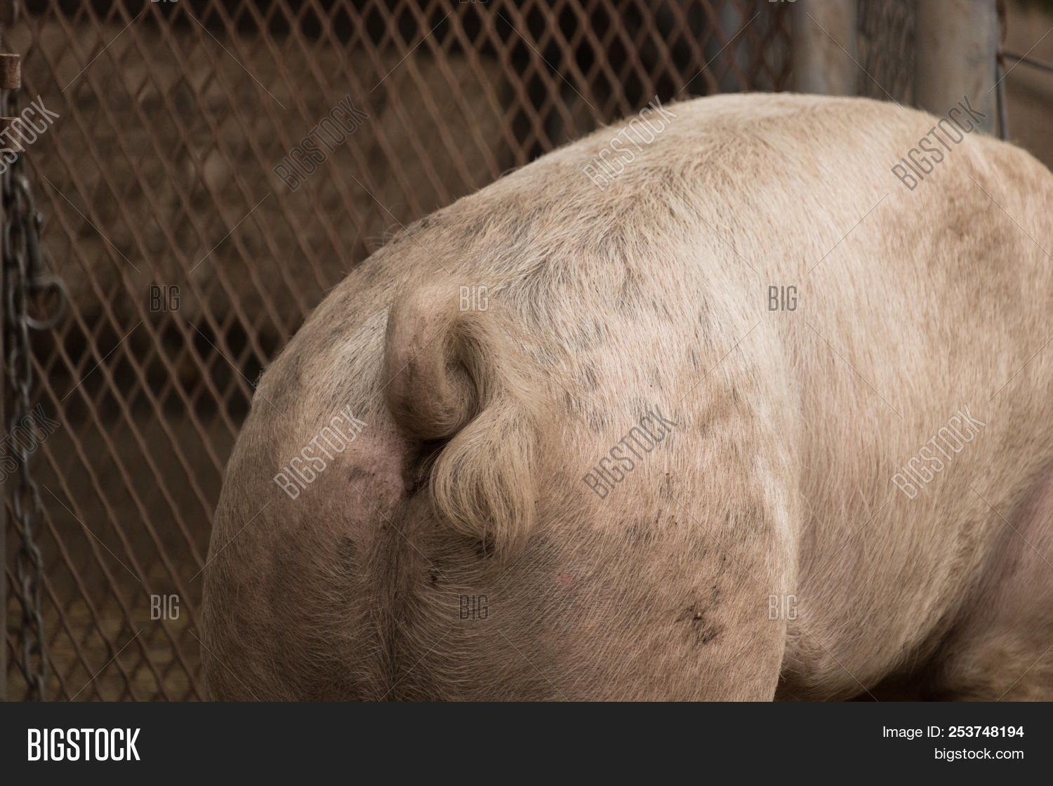 agriculture,animal,backside,bacon,bottom,bushy,butt,close-up,curved,cute,dirt,dirty,domestic,farm,farming,farmyard,fat,fence,food,hairy,ham,hog,large,livestock,mammal,meat,mud,muddy,nature,omnivorous,organic,outdoors,permaculture,pet,pig,piggy,piglet,pink,pork,porky,rural,snout,sow,swine,young