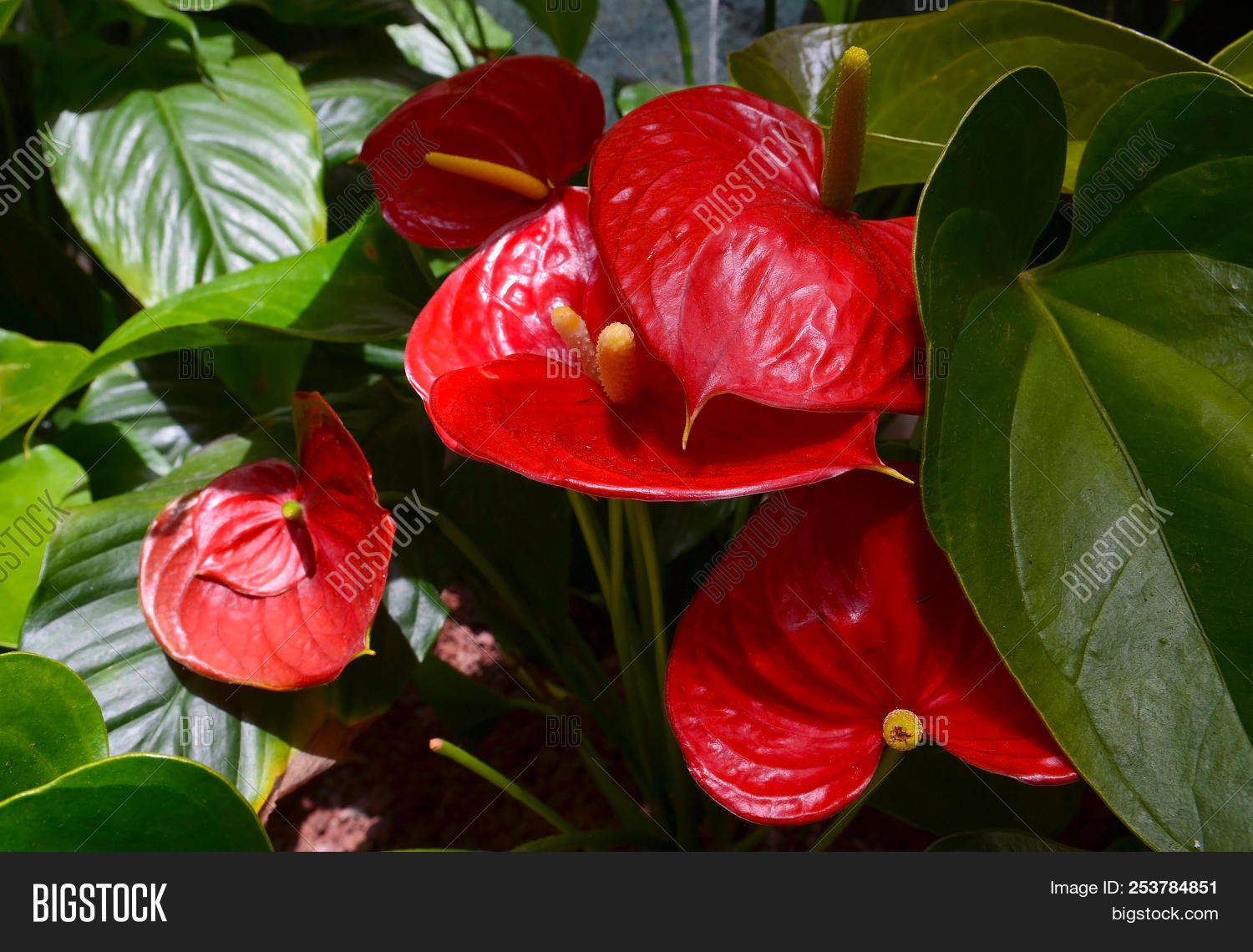 andraeanum,anthurium,background,beautiful,beauty,bloom,blooming,blossom,blossoming,botanical,botany,branch,closeup,color,decorative,ecosystem,elegance,elegant,exotic,field,flamingo,flora,floral,florescence,flourish,flower,fragrant,fresh,garden,gardening,green,greenhouse,heart,inflorescence,laceleaf,lily,natural,nature,nobody,petal,plant,red,shiny,stem,summer,tenerife,tropical,vibrant,white