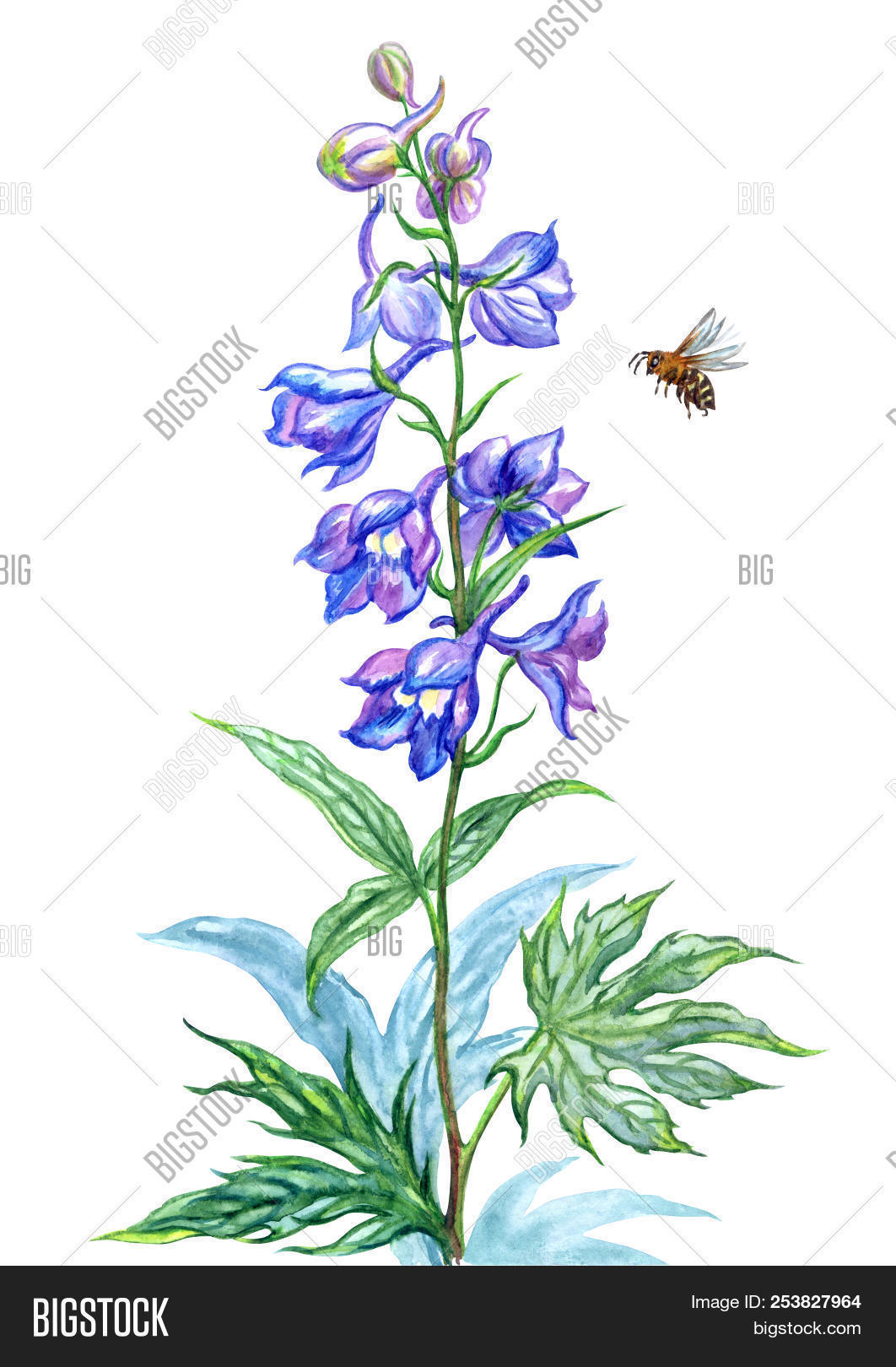art,artistic,artwork,background,beautiful,bee,blossom,blue,botany,delphinium,drawing,drawn,flora,floral,flower,garden,hand,herb,illustration,insect,isolated,landscape,leaf,meadow,nature,painting,park,plant,scene,season,sketch,summer,watercolor,white
